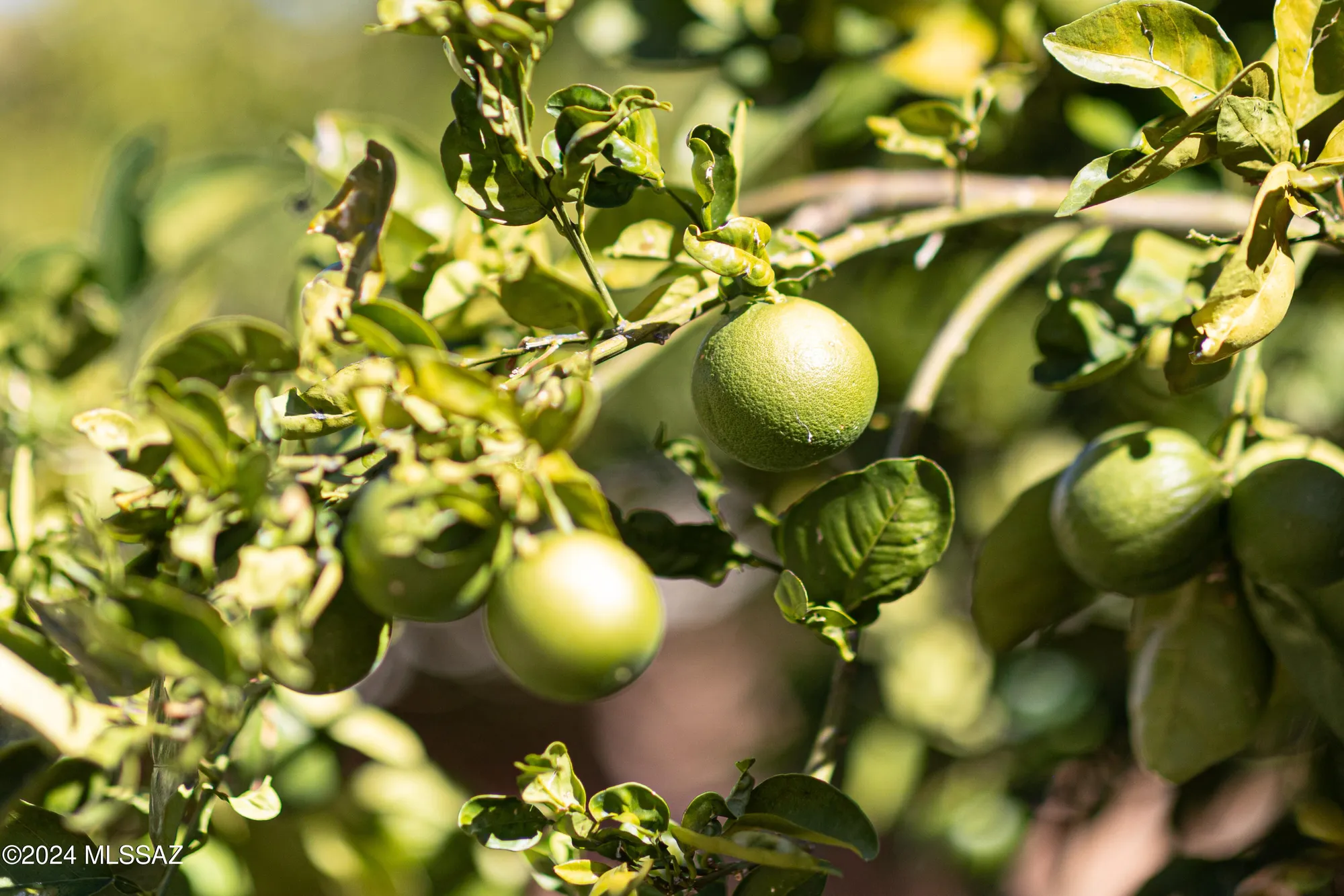 Property Slideshow image 46 of 50 | 287 n via la castellana, Green Valley, AZ, 85614