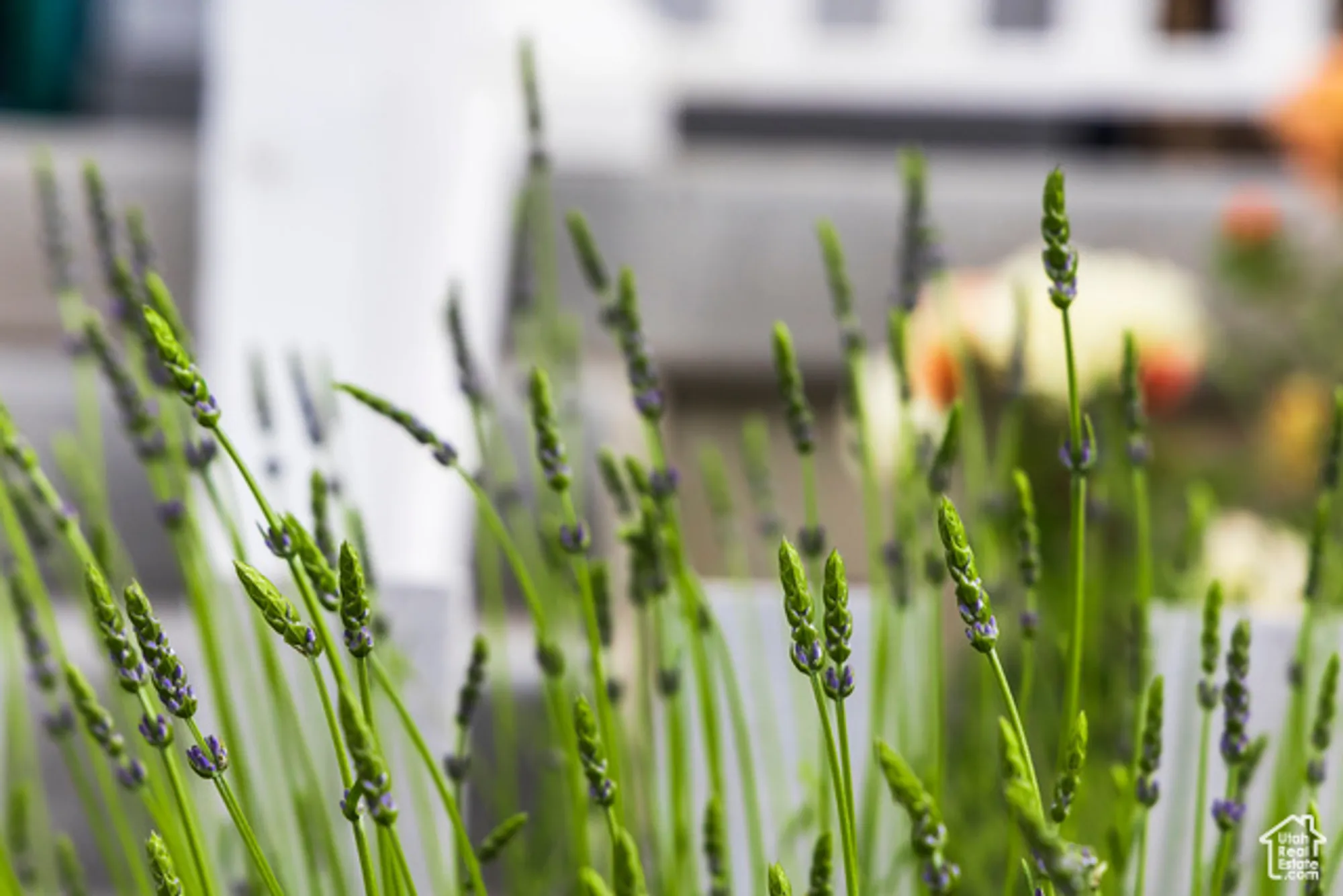 Property Slideshow image 77 of 82 | 11243 s prosperity rd, South Jordan, UT, 84009