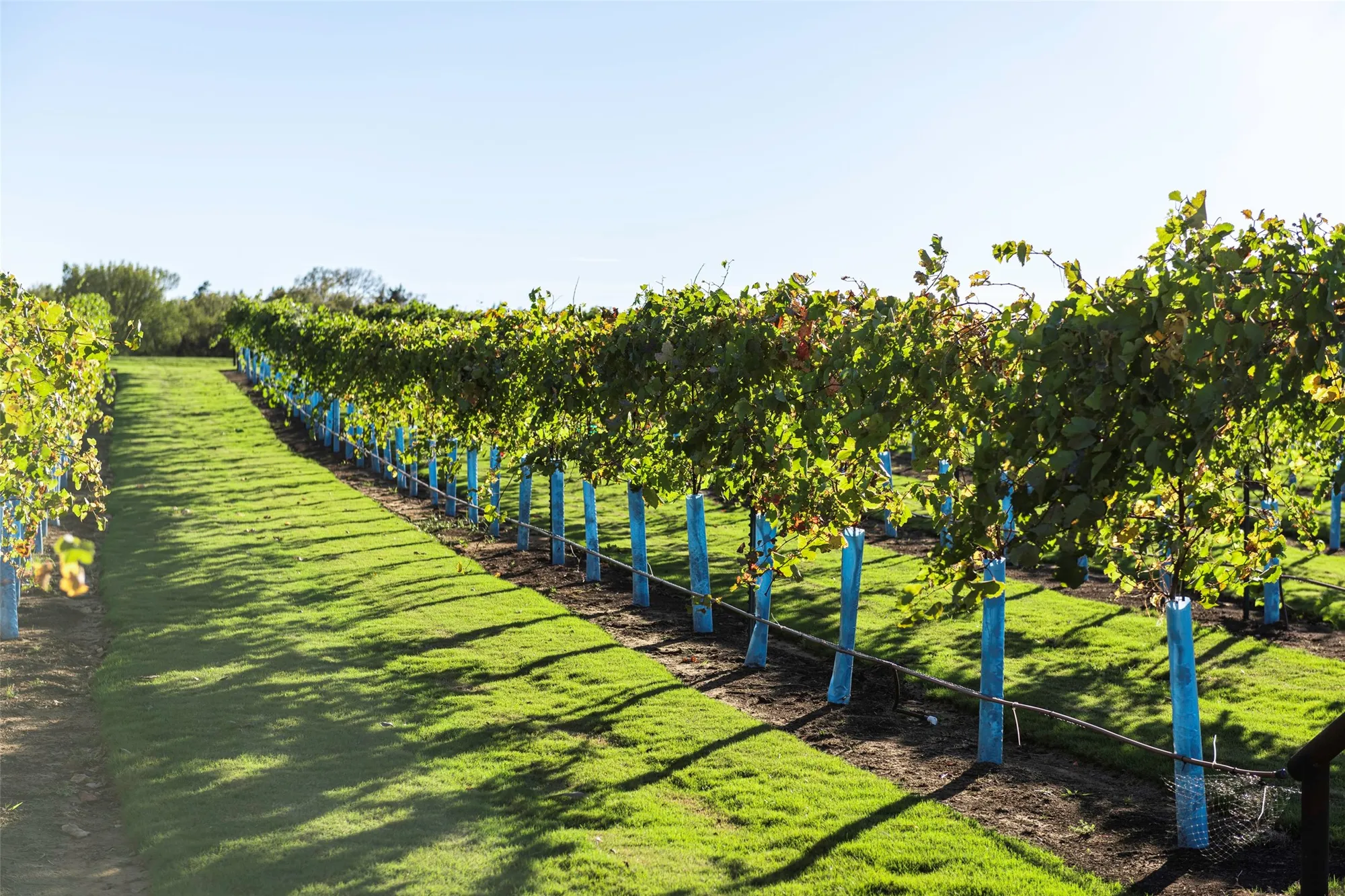 Property Slideshow image 9 of 20 | 14695 cedar elm ct, Willis, TX, 77318