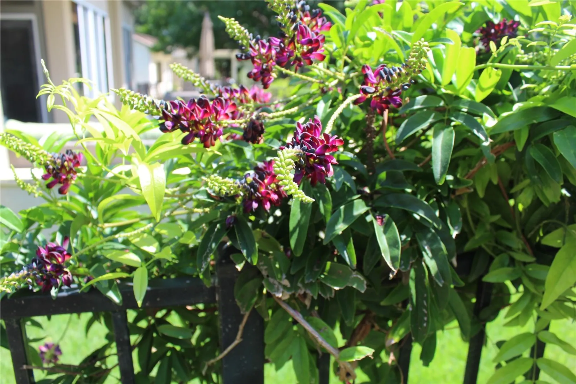 Property Slideshow image 31 of 32 | 503 dawson trl, Georgetown, TX, 78633