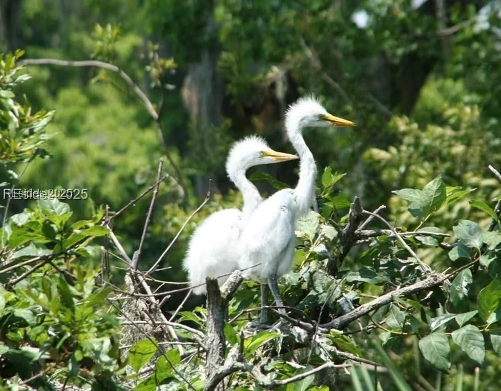 Property Slideshow image 55 of 56 | 380 marshland rd d34, Hilton Head Island, SC, 29926