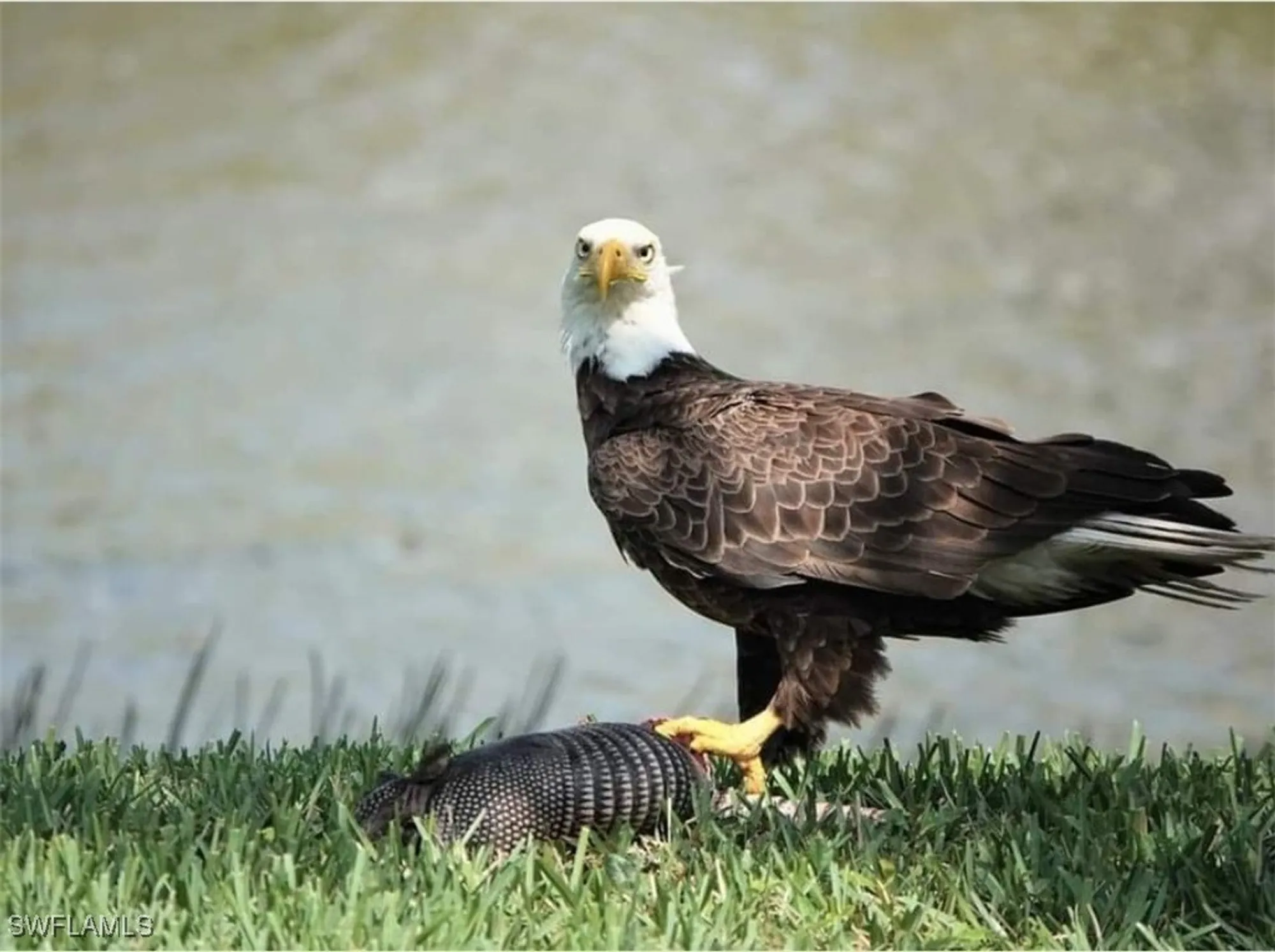 Property Slideshow image 41 of 42 | 9534 hemingway ln, Fort Myers, FL, 33913