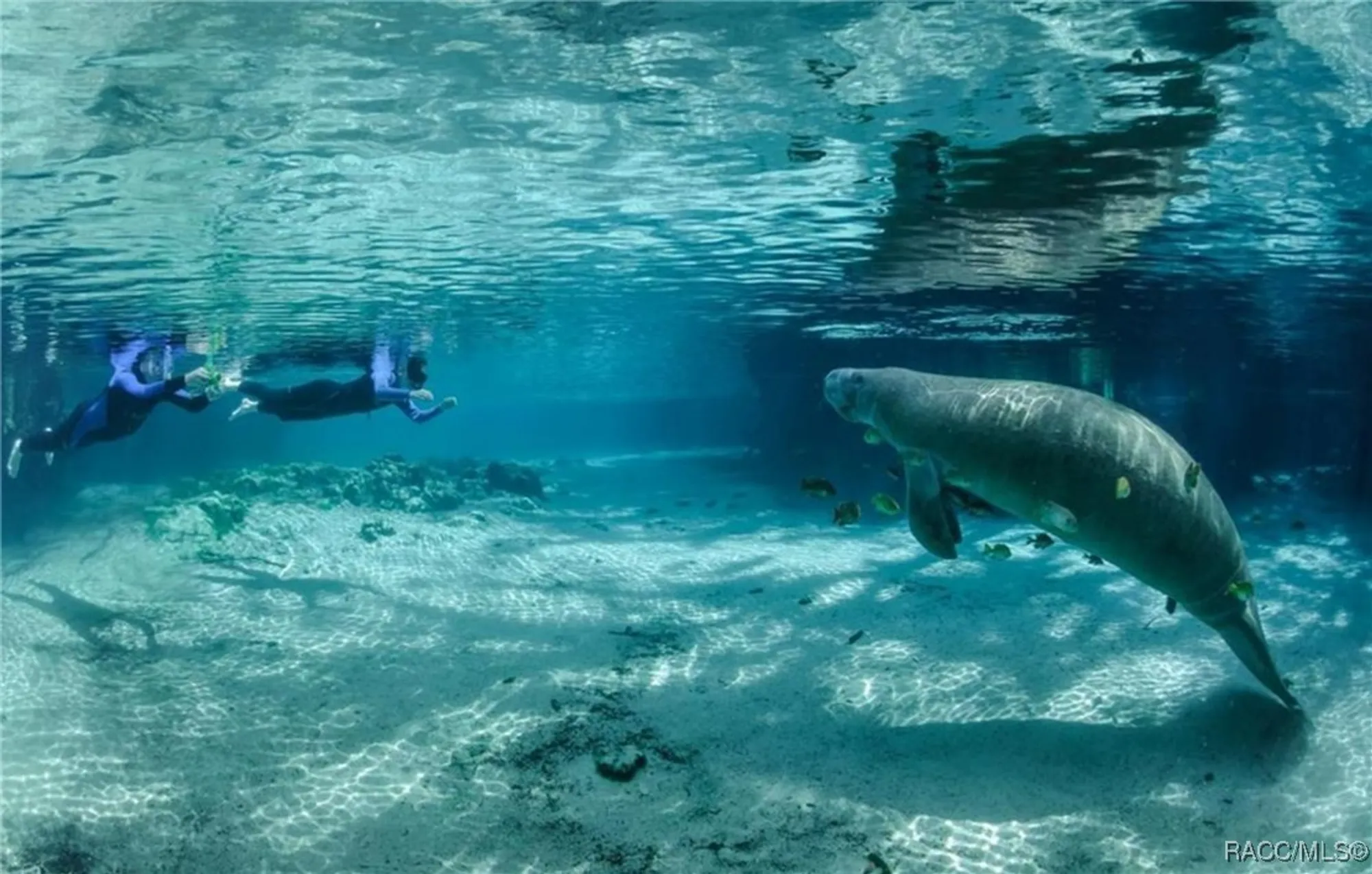 Property Slideshow image 68 of 80 | 1876 w caroline path, Lecanto, FL, 34461