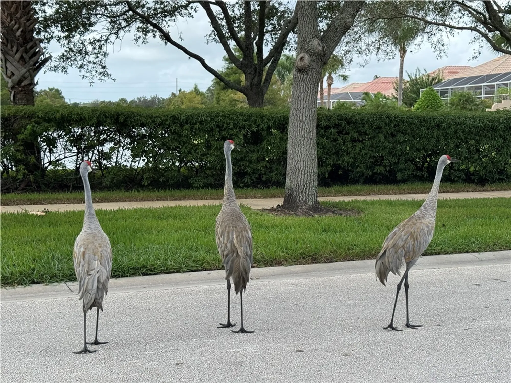 Property Slideshow image 22 of 26 | 4997 corsica sq, Vero Beach, FL, 32967