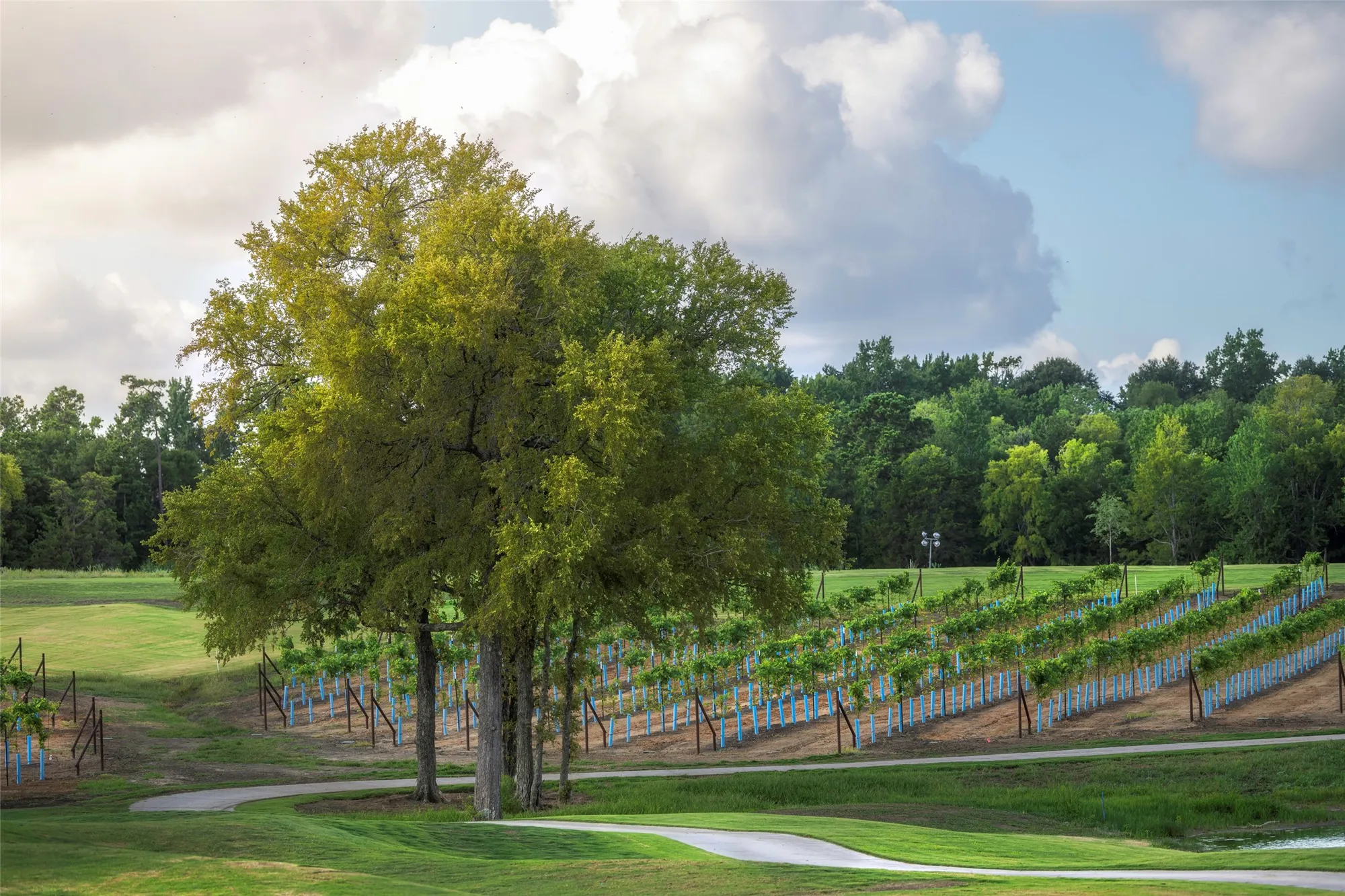 Property Slideshow image 36 of 43 | 10026 larkin cv, Willis, TX, 77318