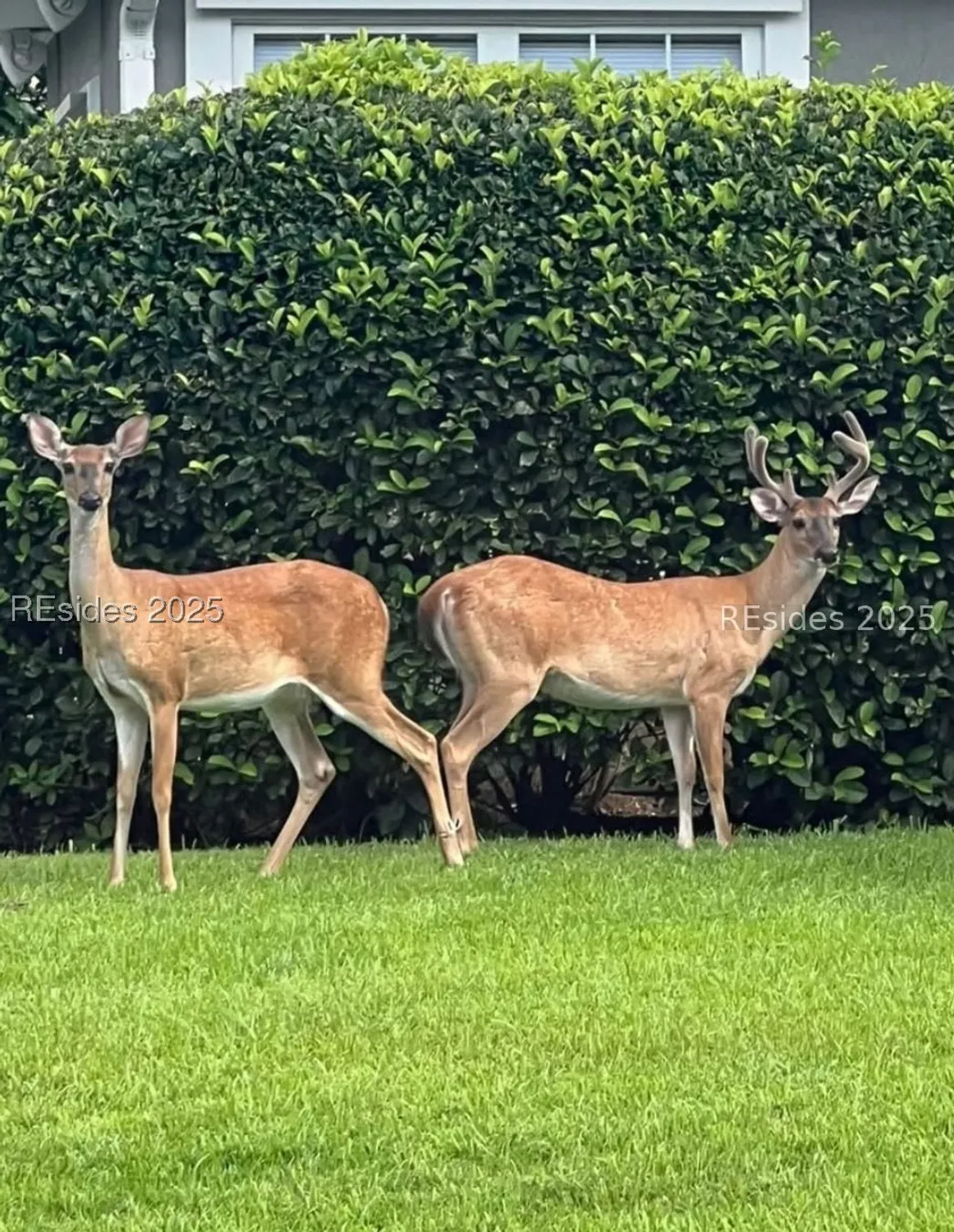 Property Slideshow image 35 of 36 | 28 golden eagle dr, Bluffton, SC, 29909