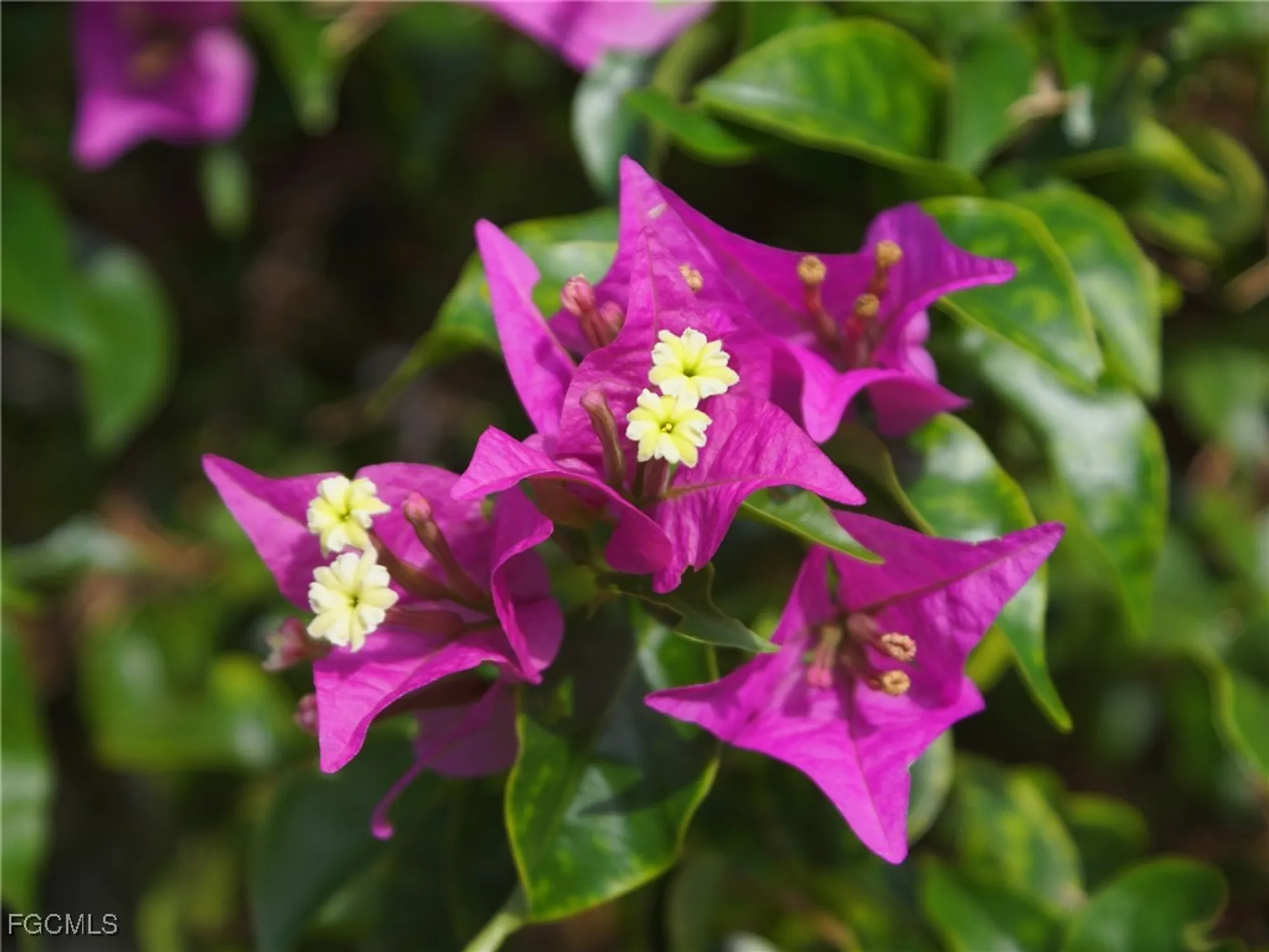 Property Slideshow image 28 of 33 | 18409 orangecrest ct, Lehigh Acres, FL, 33936