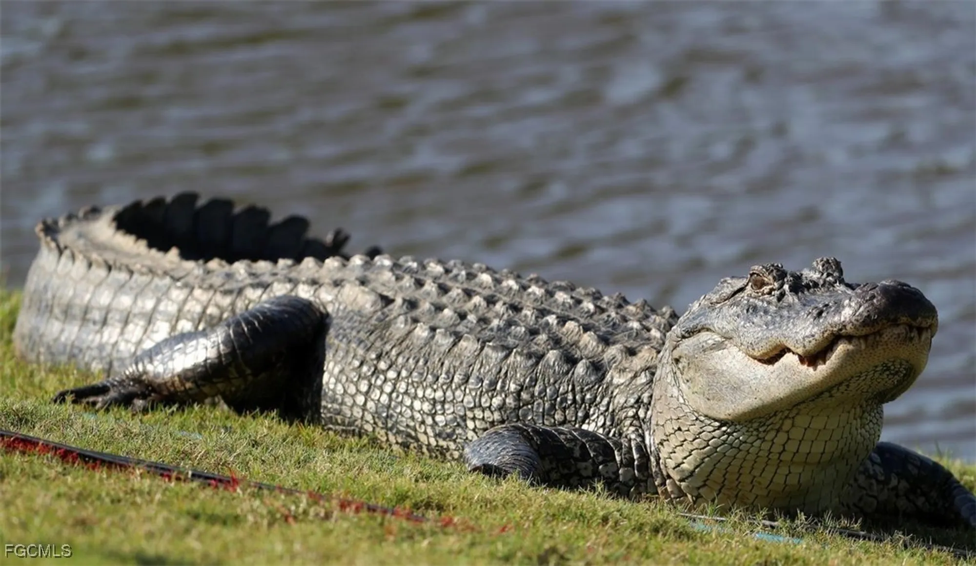 Property Slideshow image 42 of 49 | 14051 brant point cir 8106, Fort Myers, FL, 33919