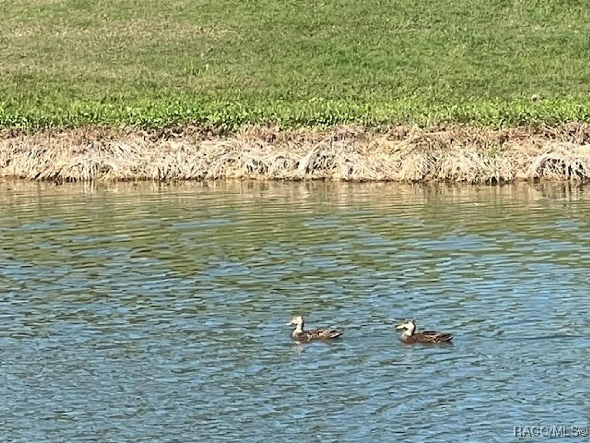 Property Slideshow image 30 of 51 | 1095 w skyview landings dr, Hernando, FL, 34442