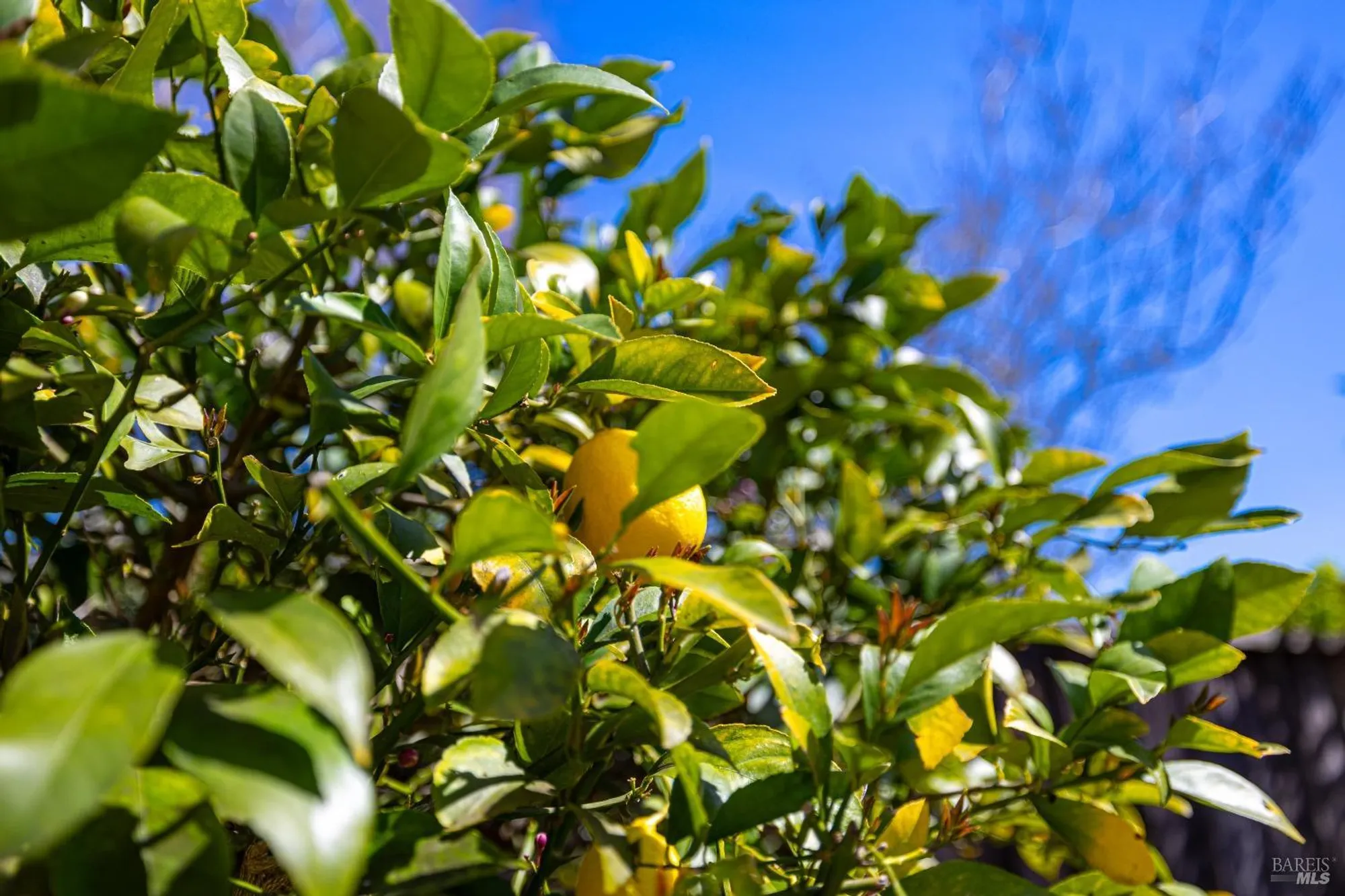 Property Slideshow image 18 of 23 | 79 fountain grove cir, Napa, CA, 94558