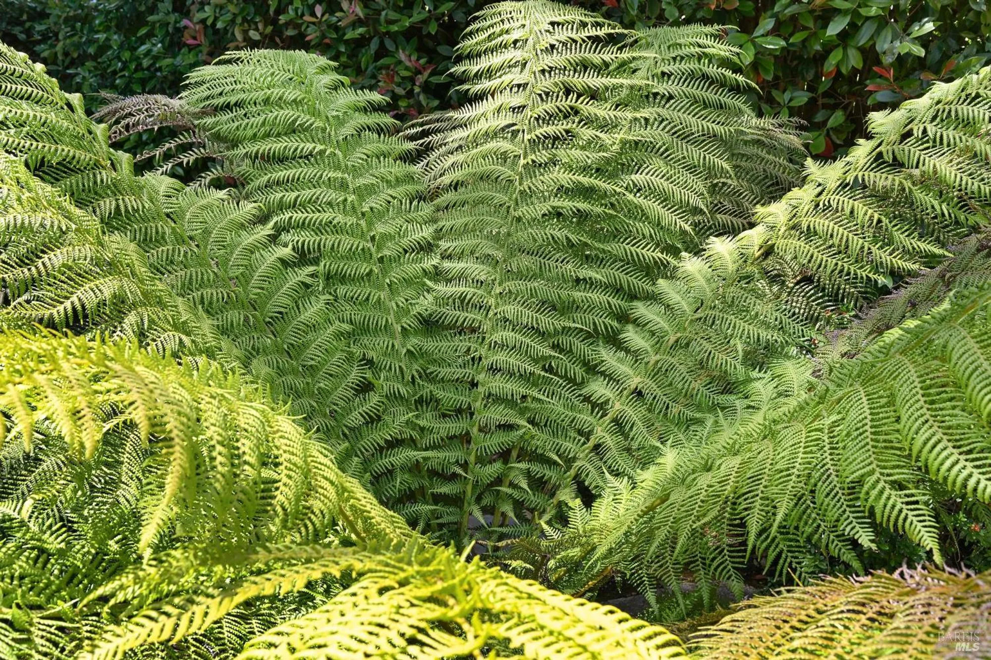 Property Slideshow image 55 of 61 | 110 calle merlot, Sonoma, CA, 95476