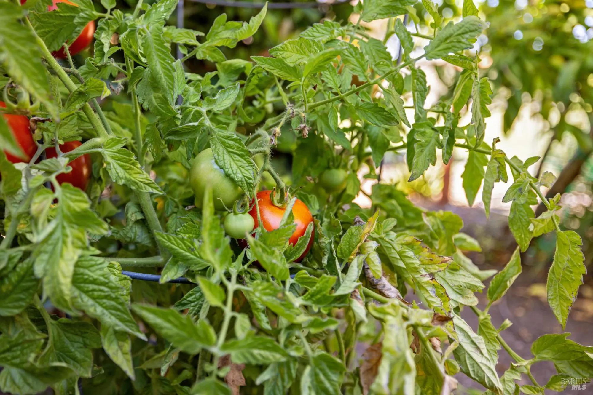 Property Slideshow image 51 of 61 | 319 laurel leaf pl, Santa Rosa, CA, 95409