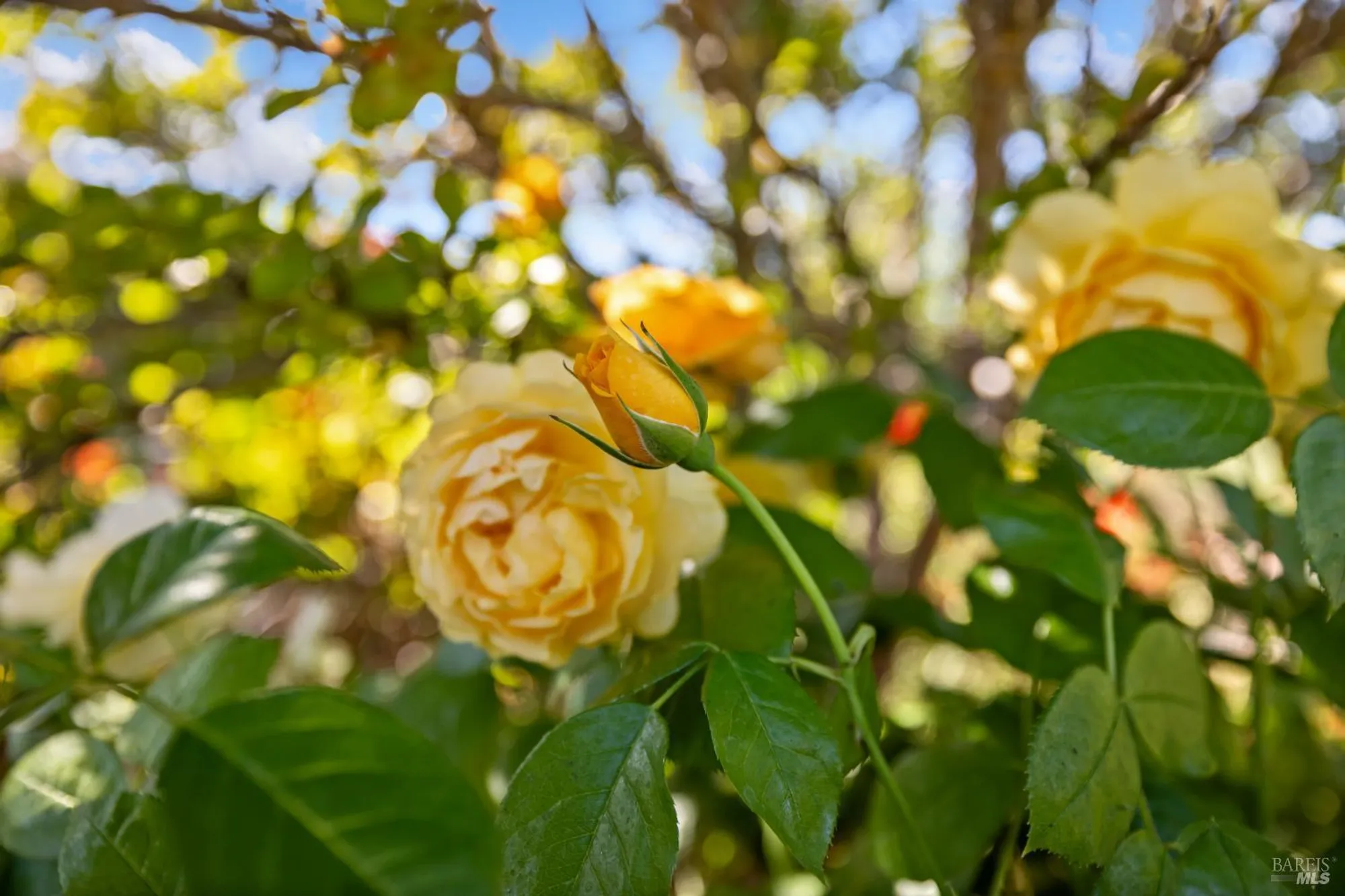 Property Slideshow image 52 of 61 | 319 laurel leaf pl, Santa Rosa, CA, 95409