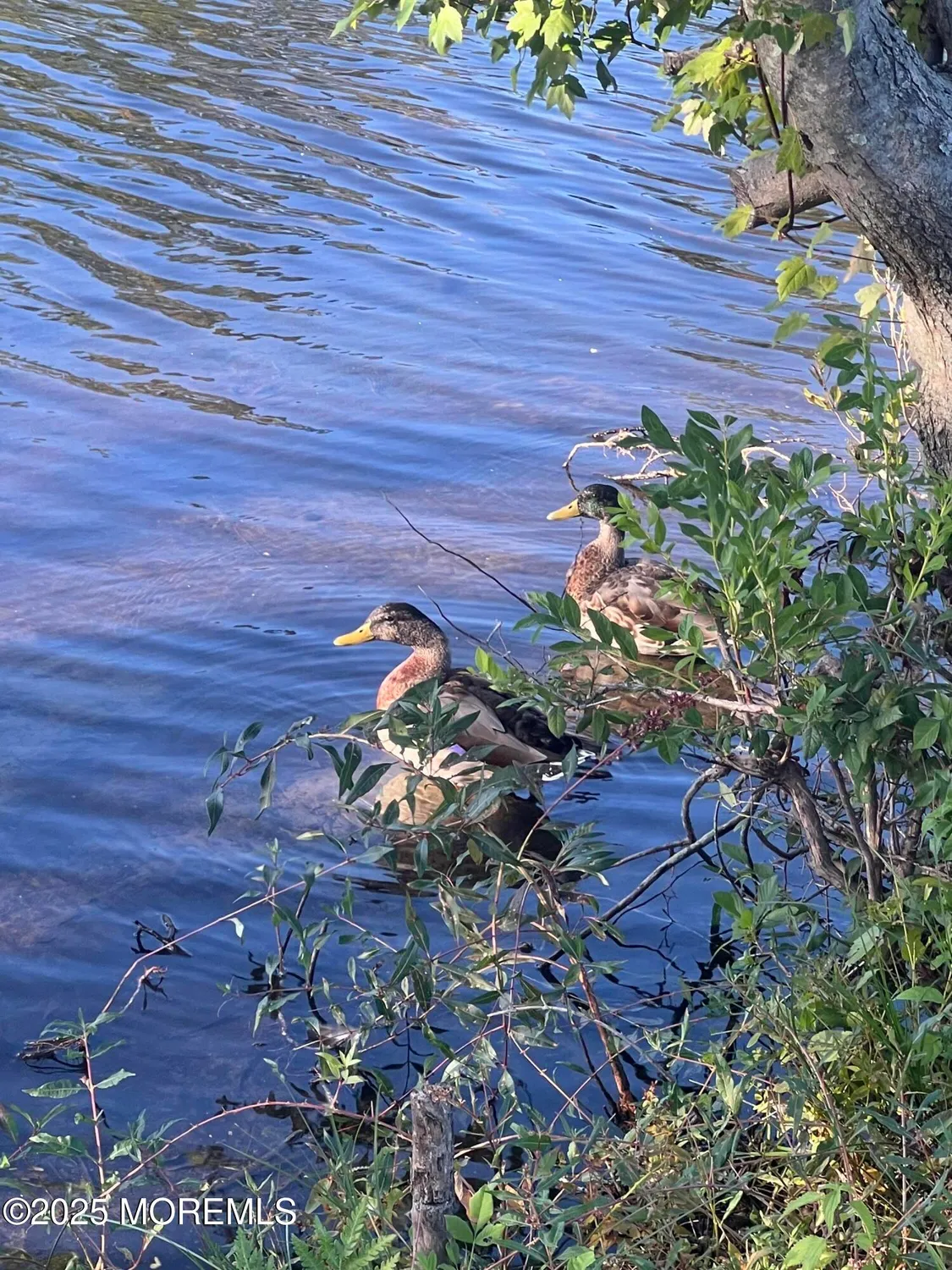 Property Slideshow image 59 of 74 | 397a chesterfield ct, Lakewood, NJ, 08701