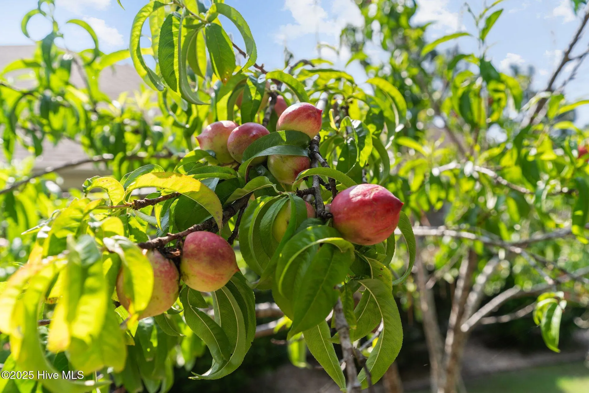 Property Slideshow image 5 of 88 | 2347 sugargrove trl, Leland, NC, 28451