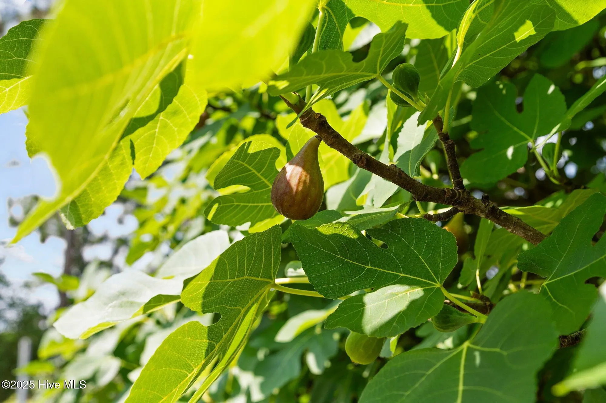 Property Slideshow image 9 of 88 | 2347 sugargrove trl, Leland, NC, 28451