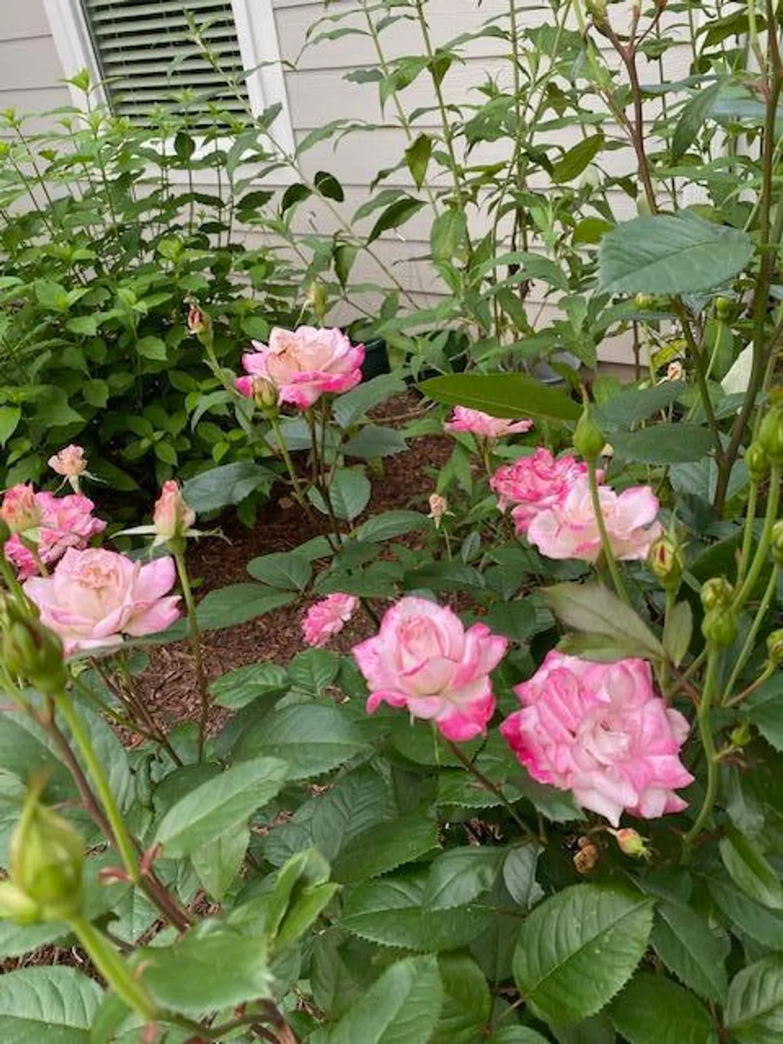 Property Slideshow image 9 of 43 | 256 candlewick loop, Mc Cormick, SC, 29835