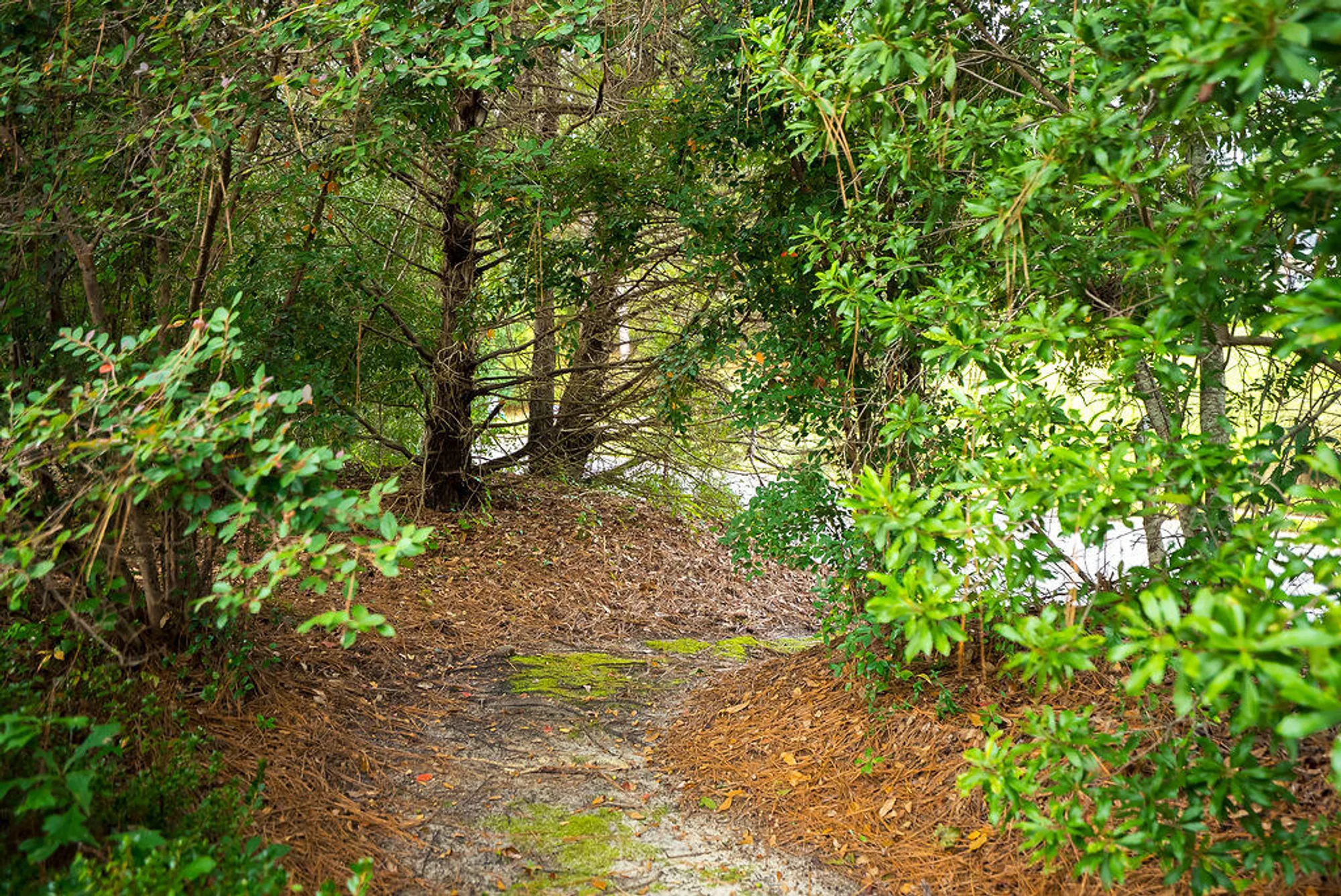 Property Slideshow image 40 of 46 | 164 pink dogwood cir, Aiken, SC, 29803