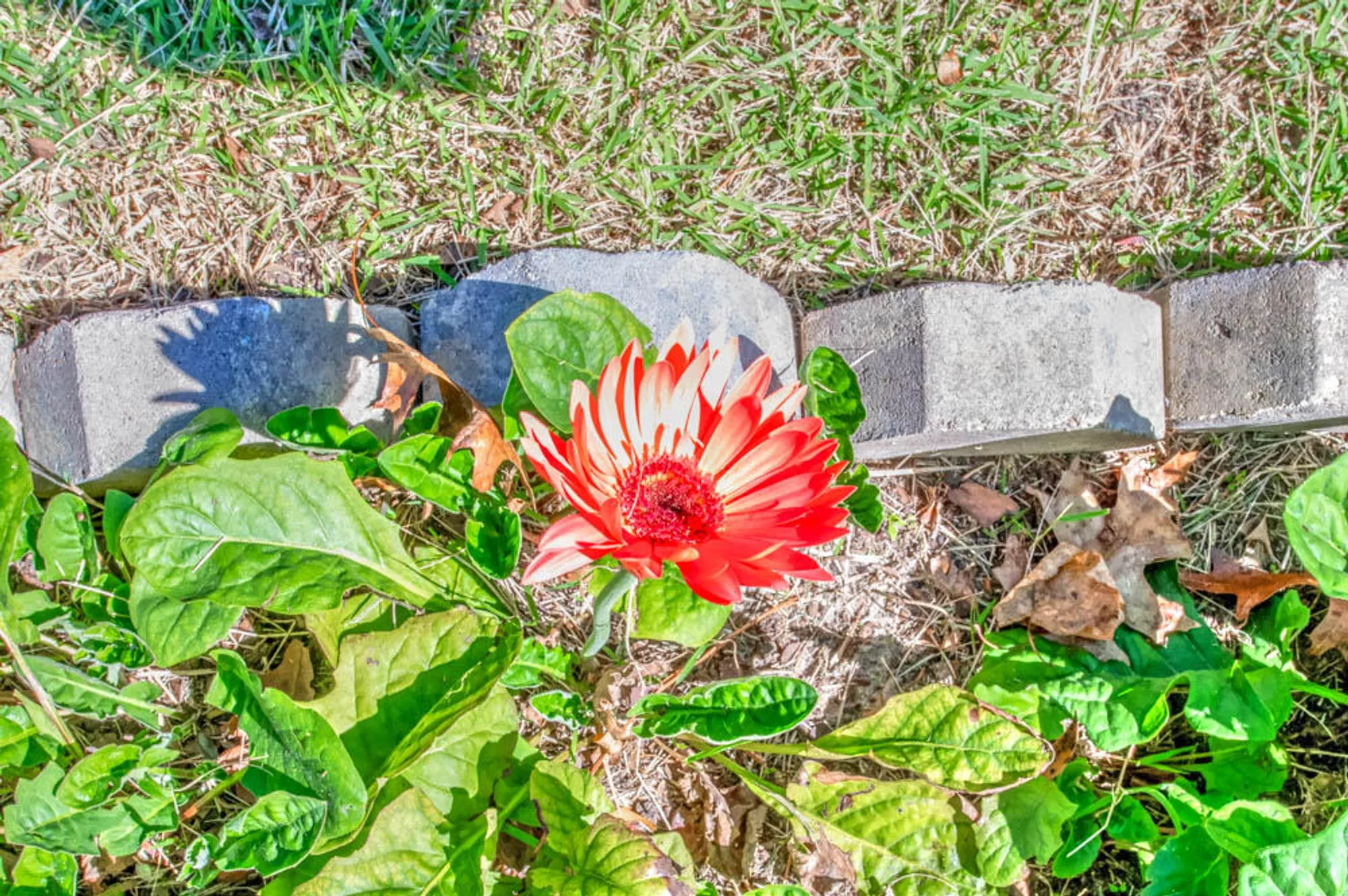 Property Slideshow image 57 of 74 | 313 live oak rd, Aiken, SC, 29803