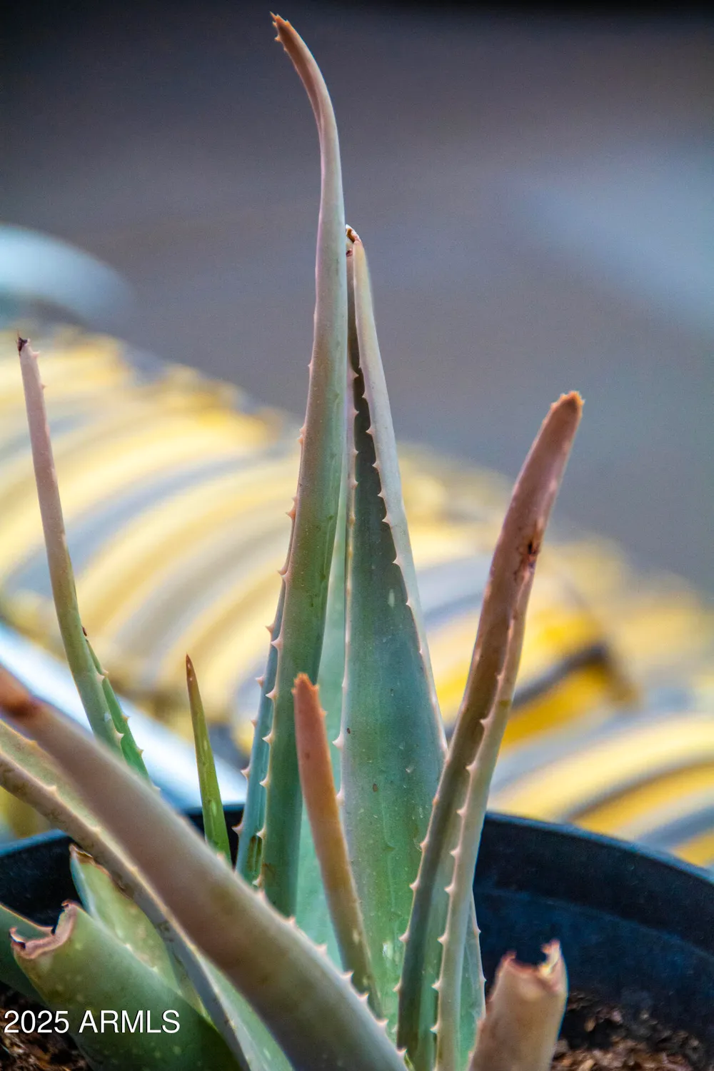 Property Slideshow image 25 of 49 | 12945 w el sueno ct, Sun City West, AZ, 85375