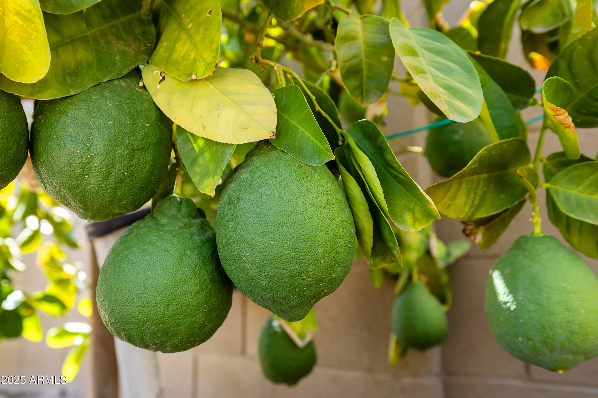 Property Slideshow image 69 of 89 | 5458 s chatsworth, Mesa, AZ, 85212