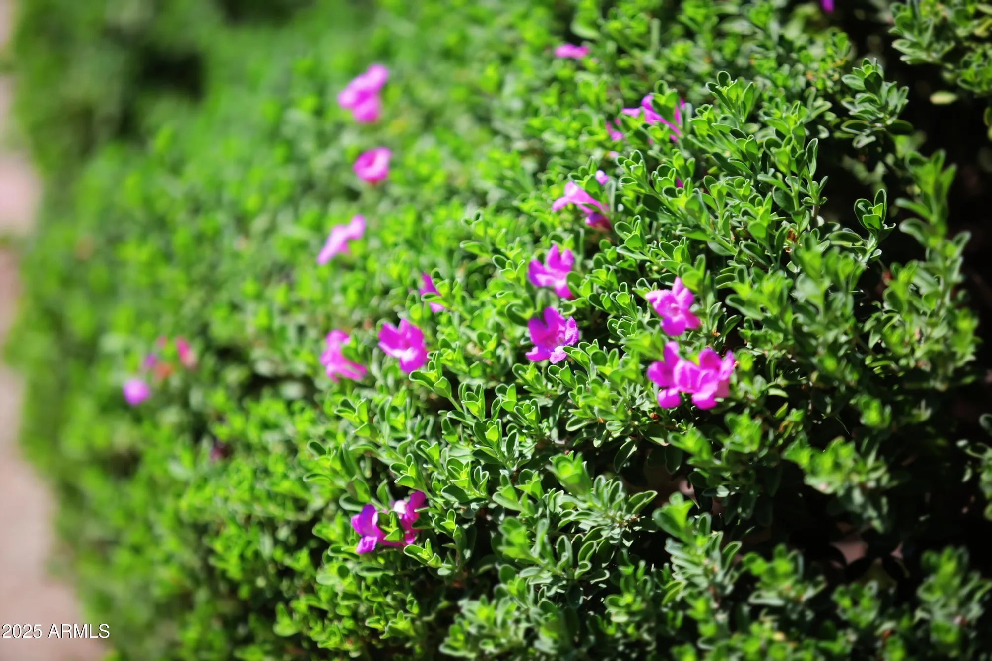 Property Slideshow image 27 of 31 | 10134 w pine springs dr, Sun City, AZ, 85373