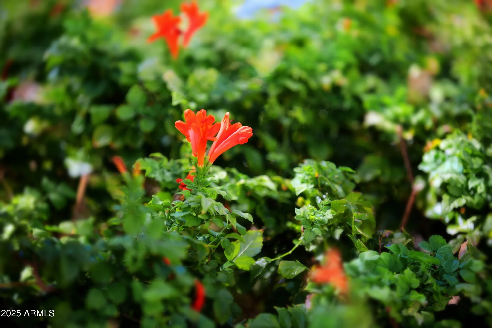 Property Slideshow image 26 of 31 | 10134 w pine springs dr, Sun City, AZ, 85373