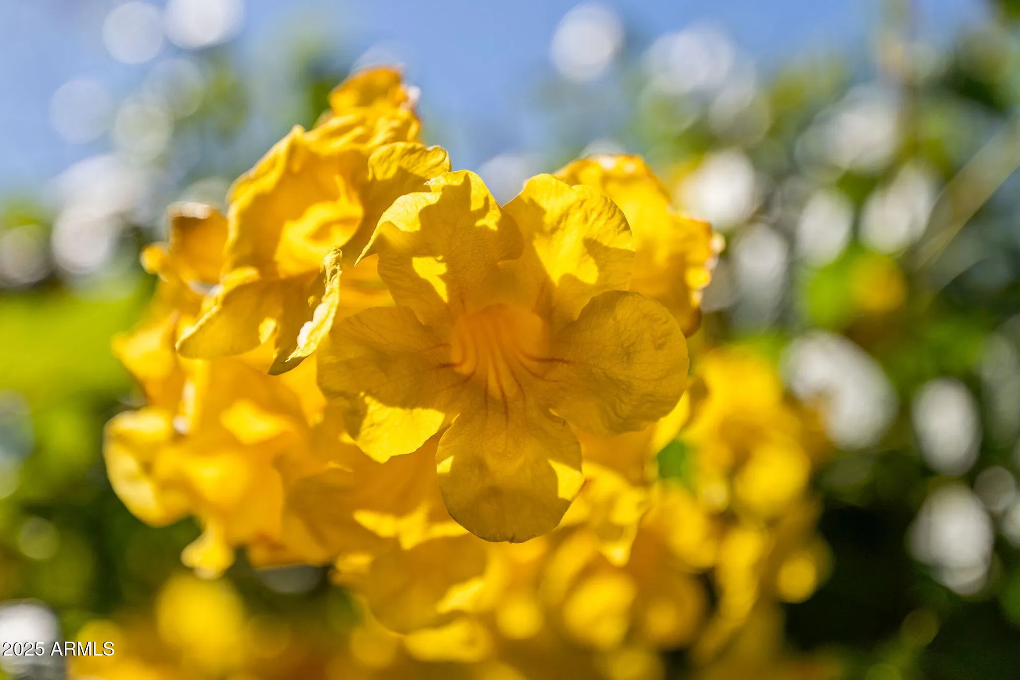 Property Slideshow image 16 of 43 | 35532 n sunset trl, Queen Creek, AZ, 85140