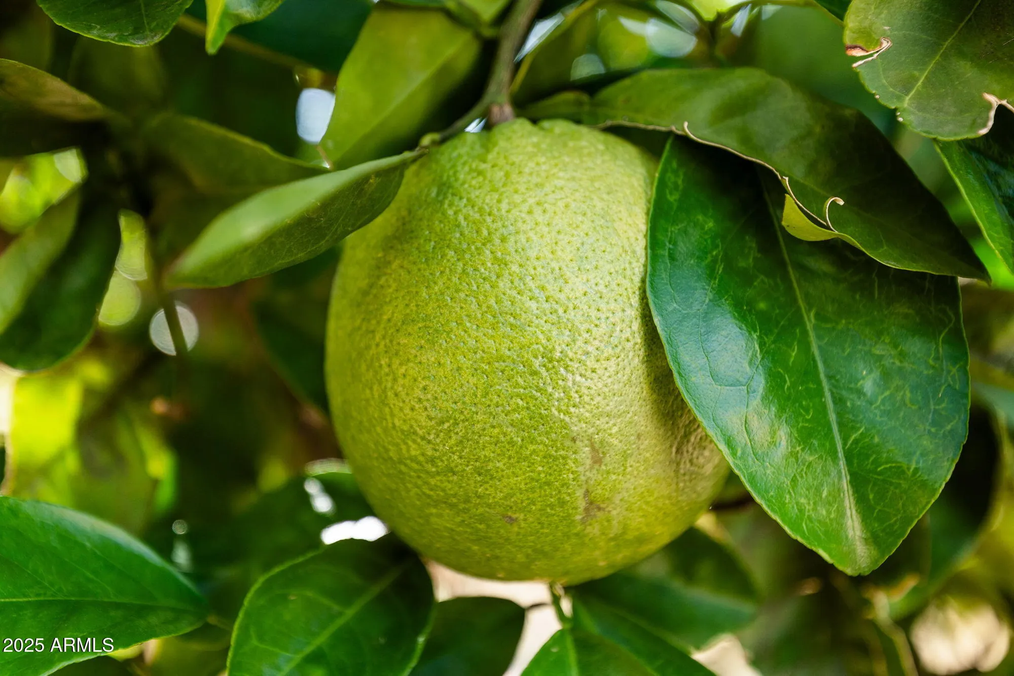 Property Slideshow image 22 of 127 | 1891 leisure world, Mesa, AZ, 85206