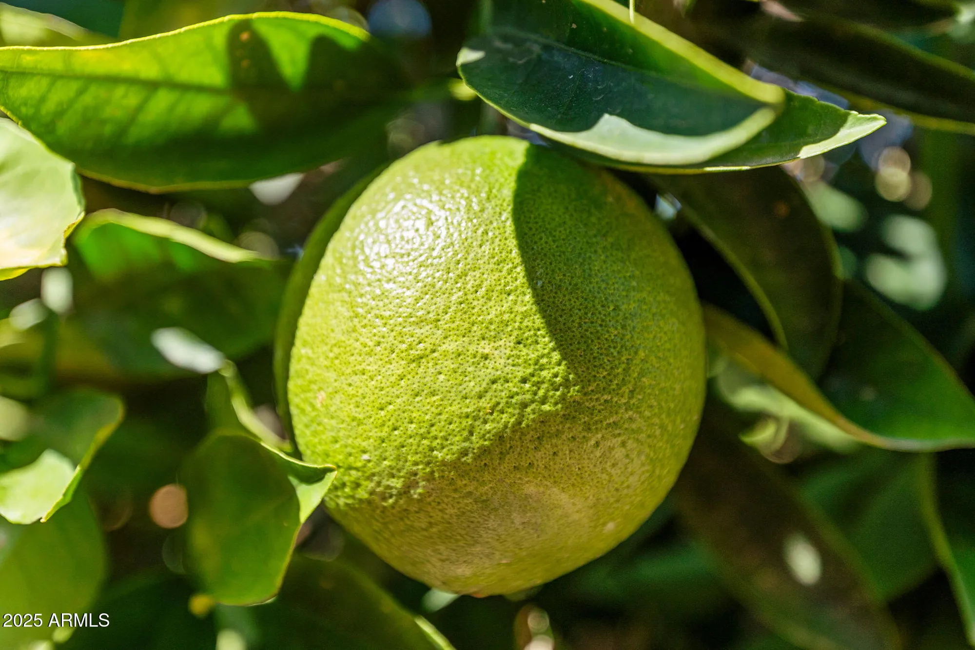 Property Slideshow image 28 of 28 | 1058 leisure world, Mesa, AZ, 85206