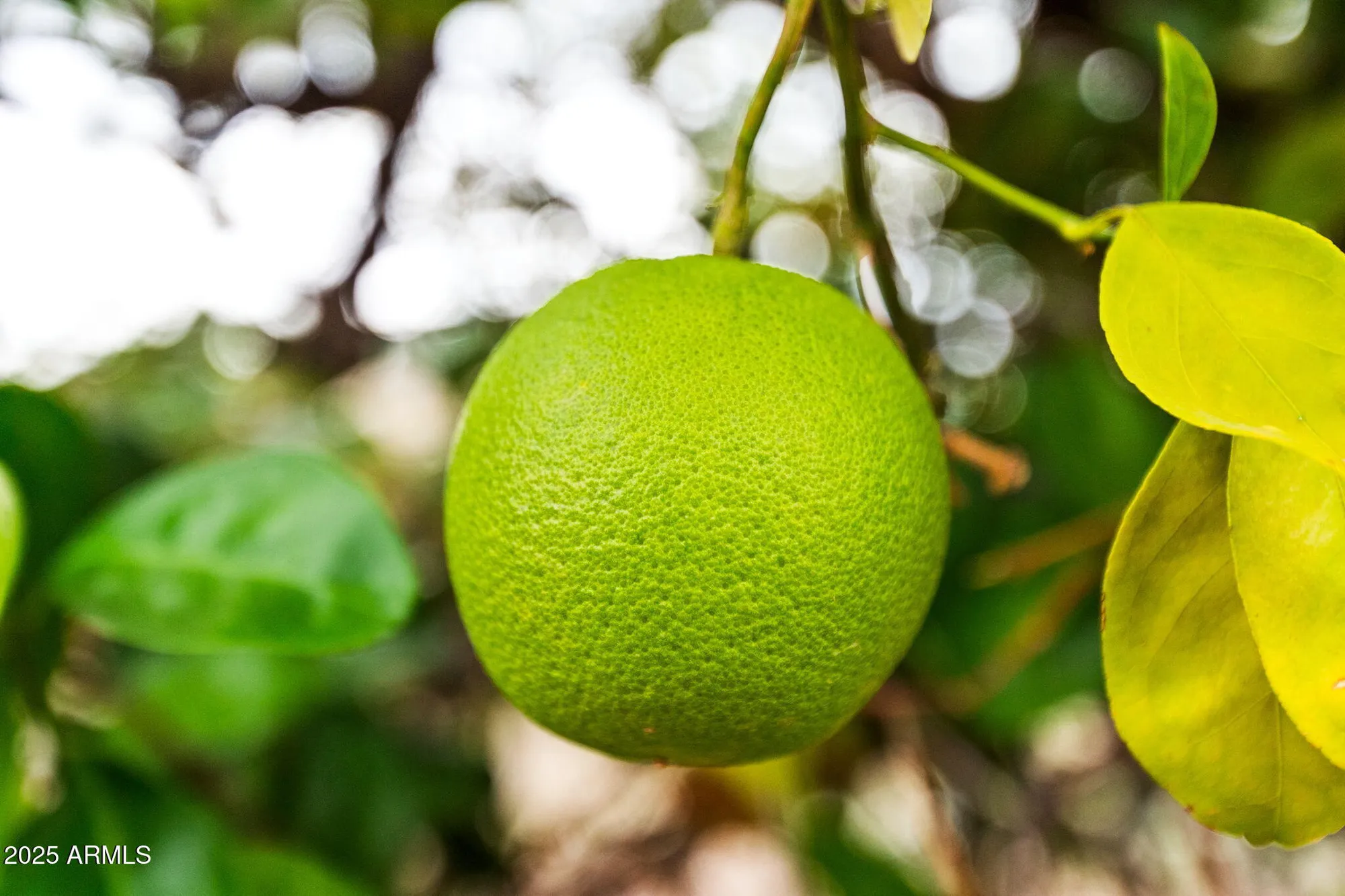 Property Slideshow image 23 of 74 | 1014 leisure world, Mesa, AZ, 85206