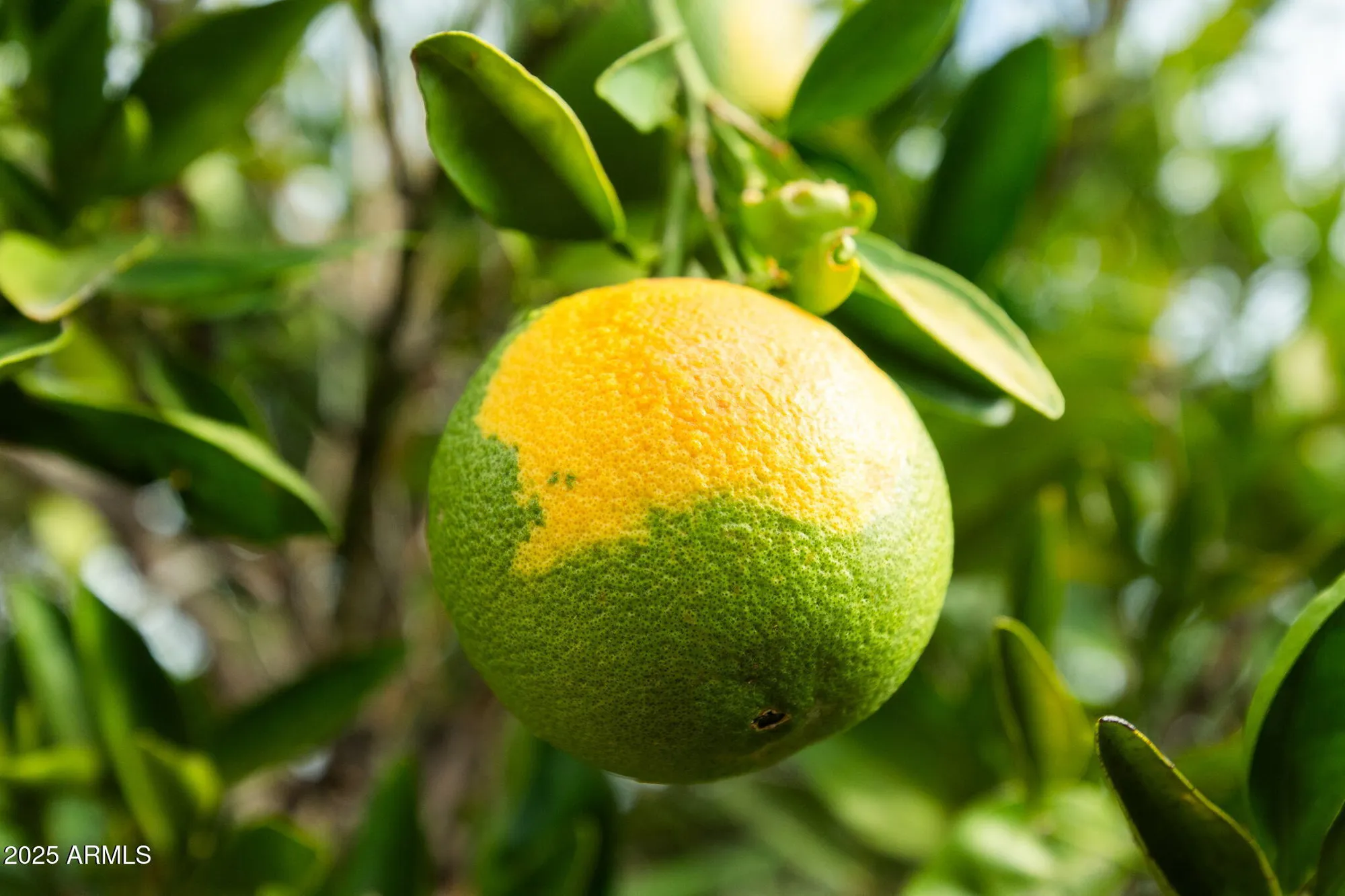 Property Slideshow image 18 of 128 | 1063 leisure world, Mesa, AZ, 85206