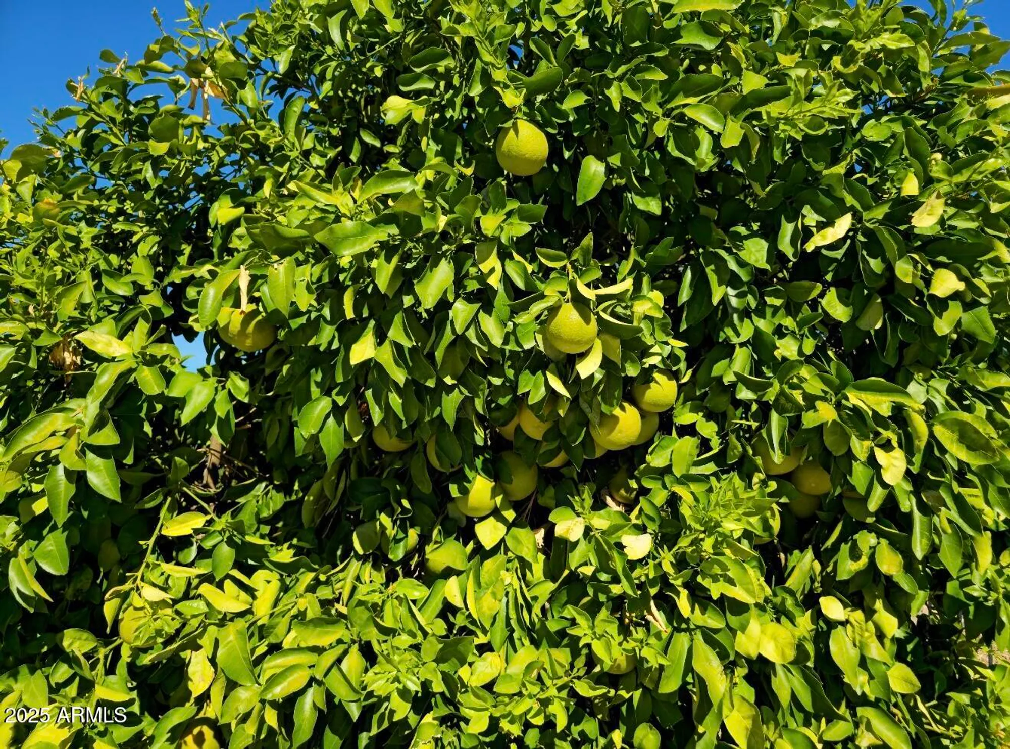 Property Slideshow image 58 of 66 | 19770 n 271st ave, Buckeye, AZ, 85396