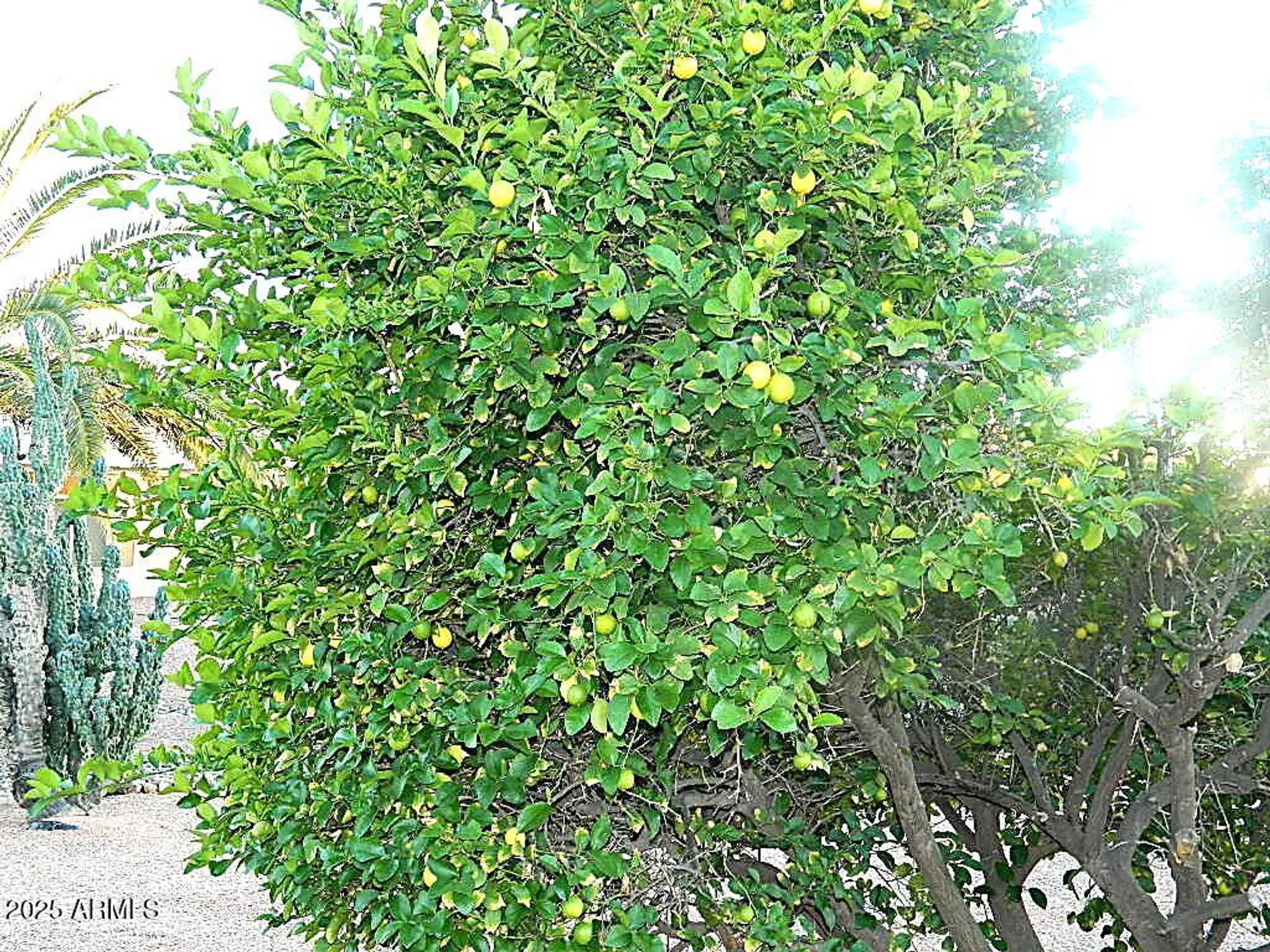 Property Slideshow image 33 of 36 | 15025 w yosemite dr, Sun City West, AZ, 85375