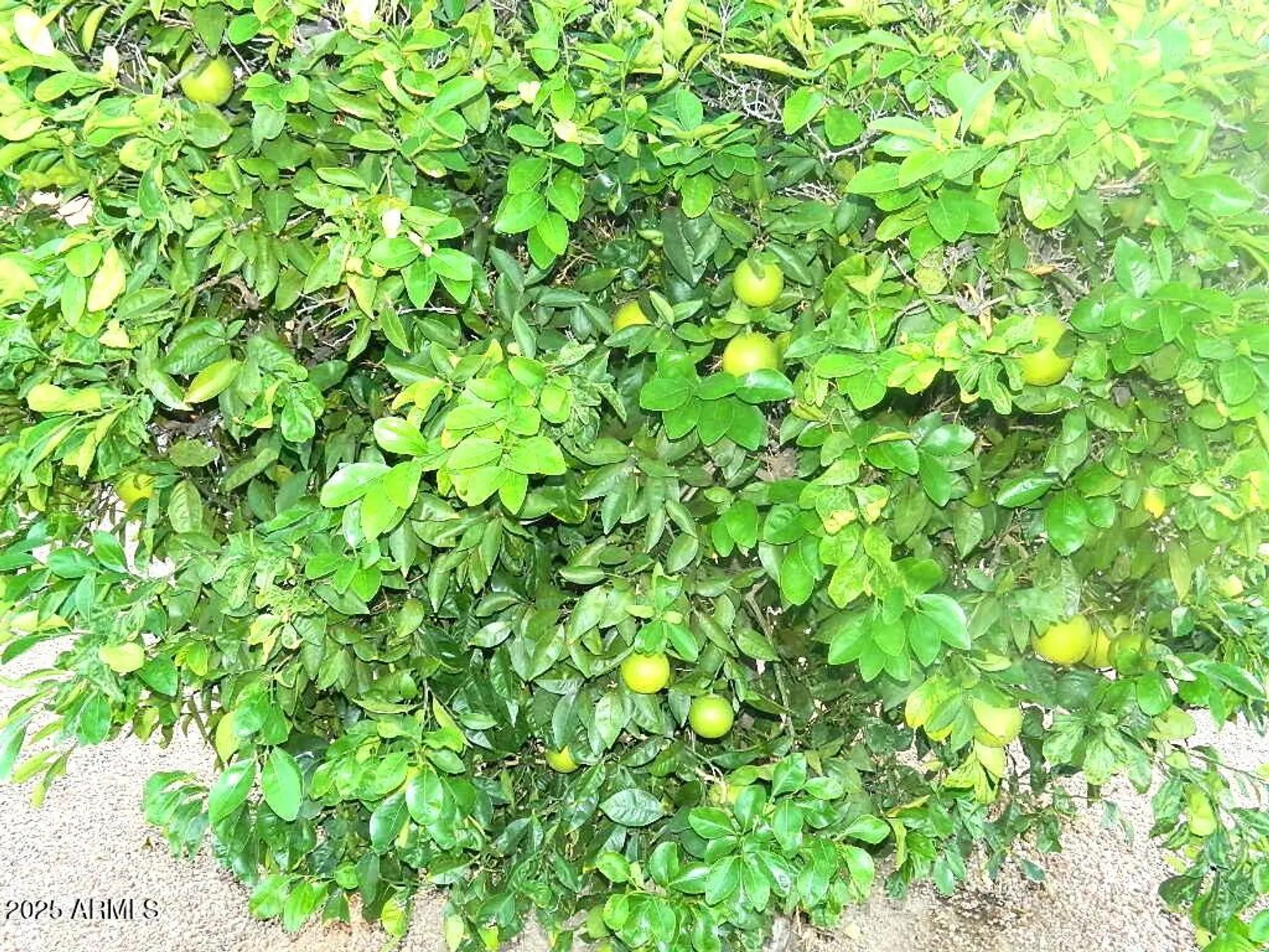 Property Slideshow image 34 of 36 | 15025 w yosemite dr, Sun City West, AZ, 85375