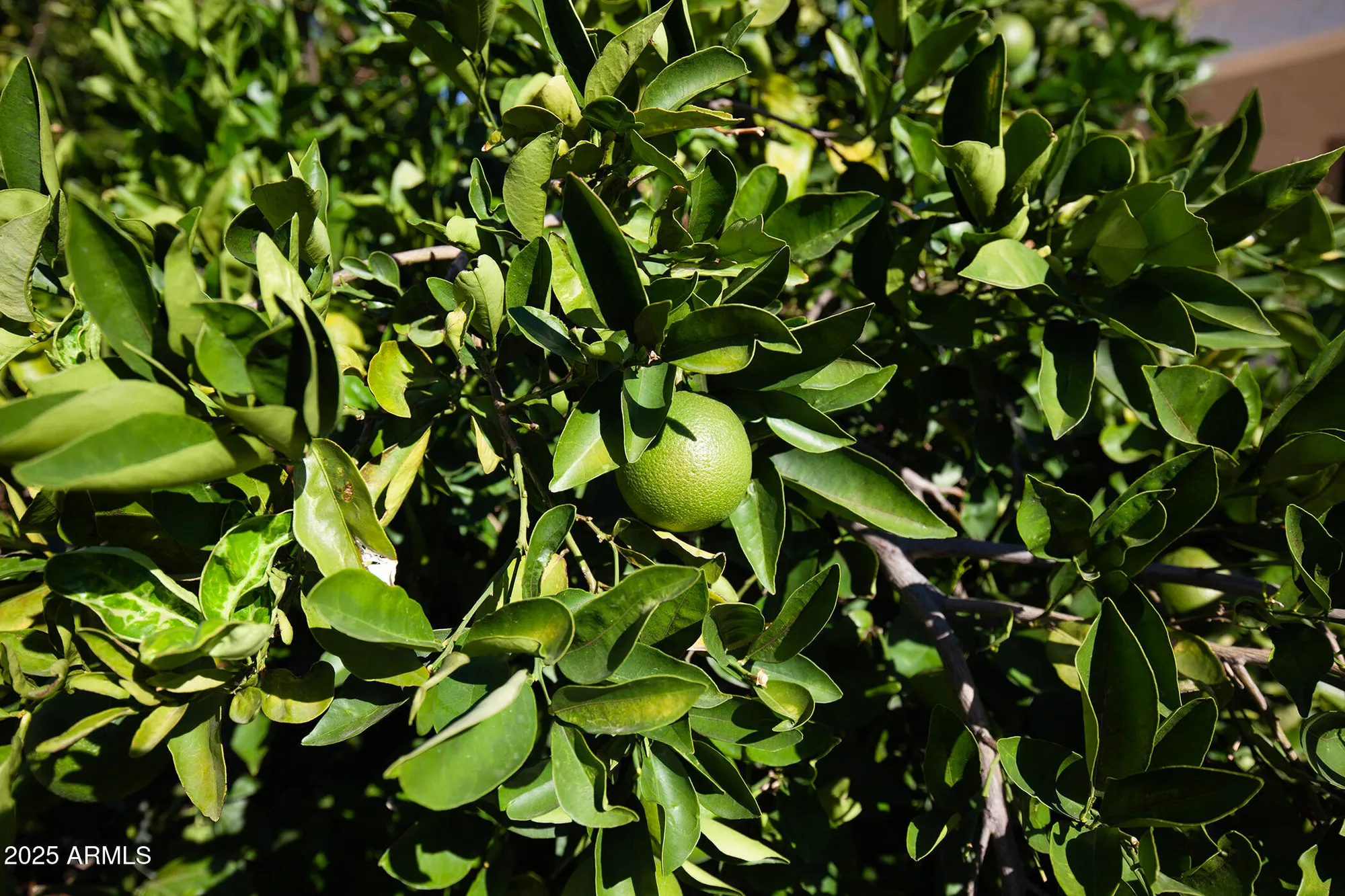 Property Slideshow image 72 of 81 | 20412 n 268th ave, Buckeye, AZ, 85396