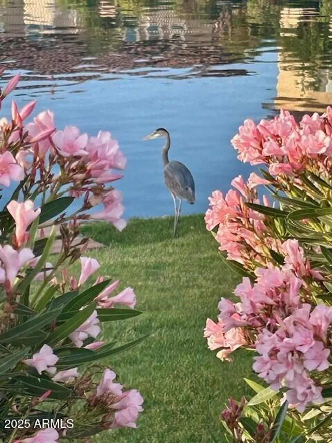 Property Slideshow image 94 of 96 | 16343 s 178th dr, Goodyear, AZ, 85338