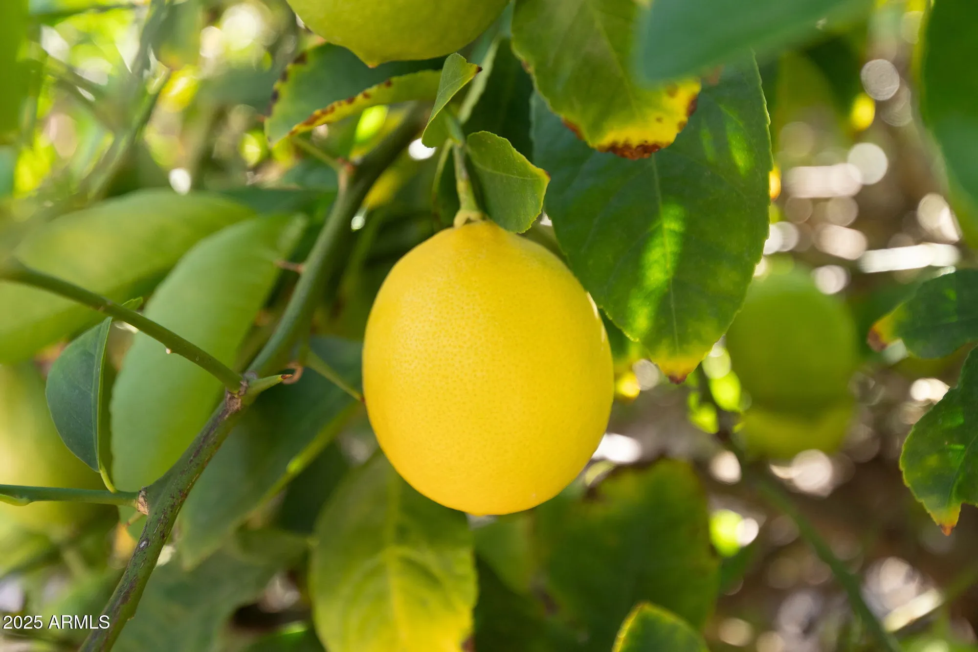 Property Slideshow image 24 of 128 | 2698 leisure world, Mesa, AZ, 85206