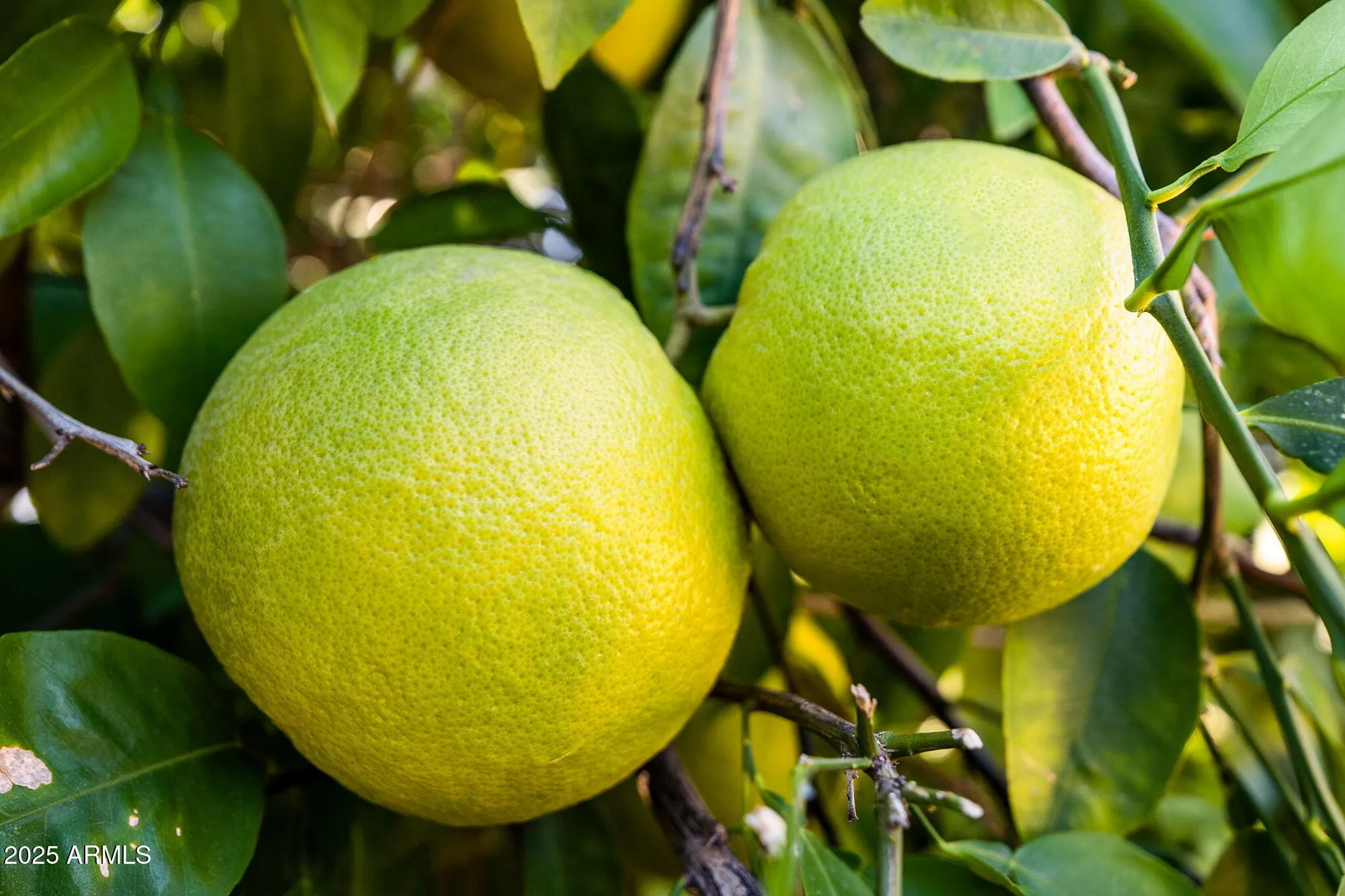 Property Slideshow image 23 of 127 | 1059 leisure world, Mesa, AZ, 85206