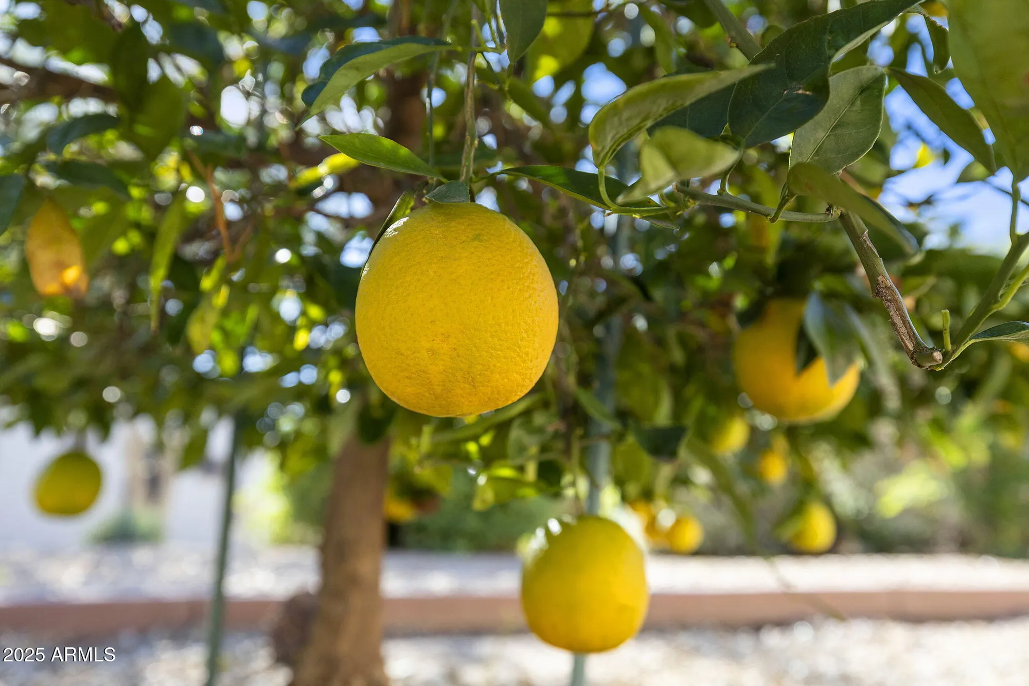 Property Slideshow image 66 of 98 | 4765 e jude ct, Gilbert, AZ, 85298