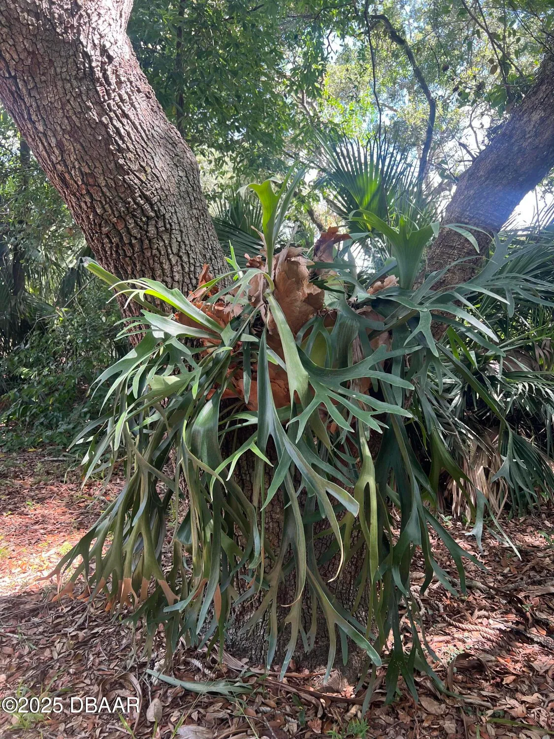 Property Slideshow image 29 of 37 | 112 underbrush trl, Port Orange, FL, 32128