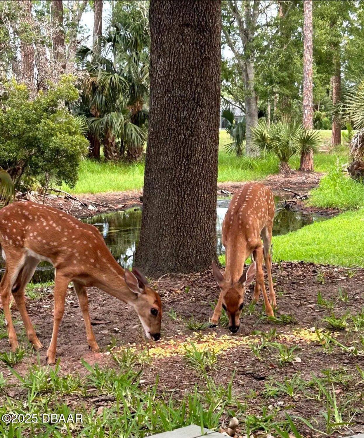 Property Slideshow image 11 of 17 | 1461 carlow cir, Ormond Beach, FL, 32174