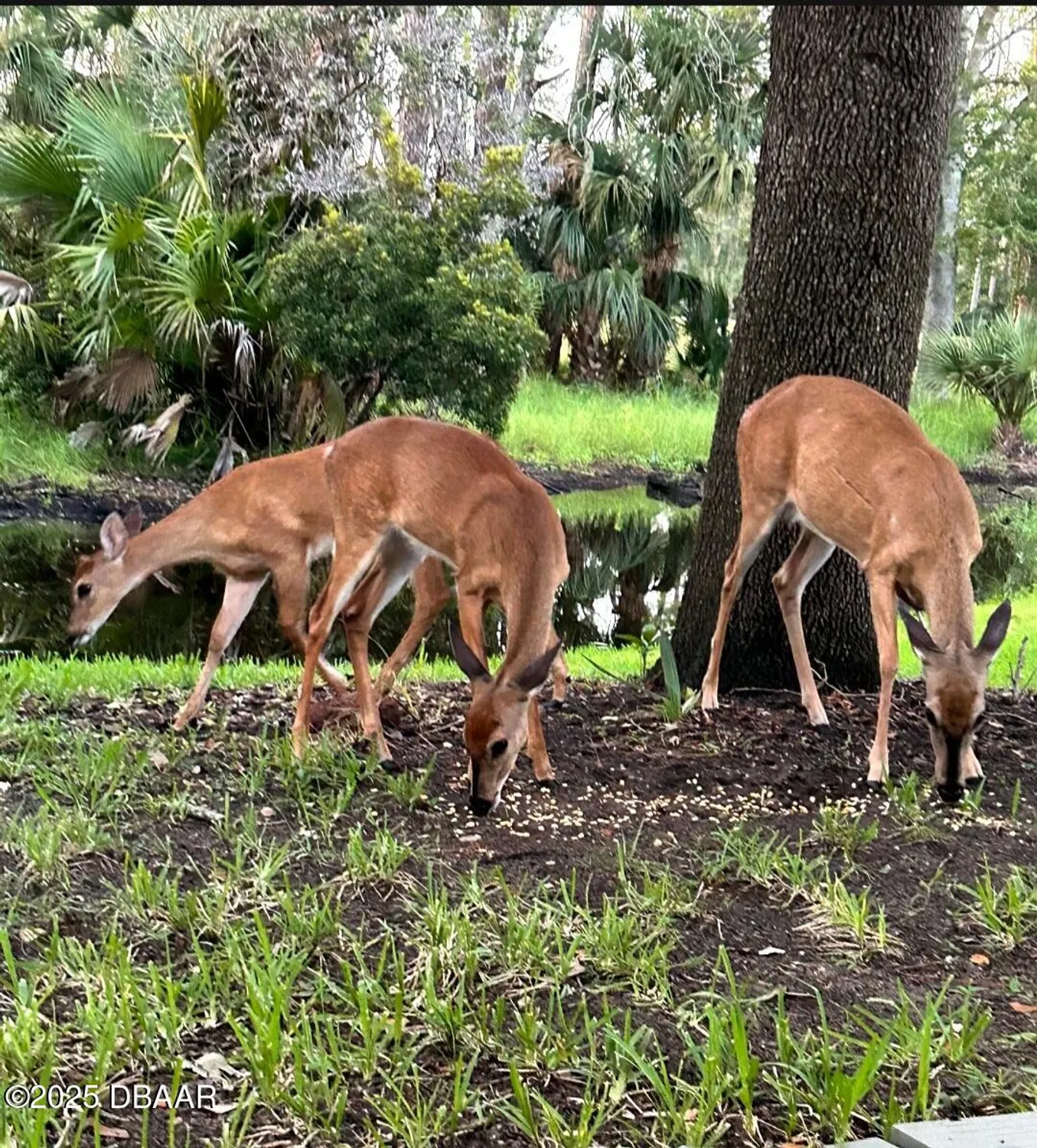 Property Slideshow image 12 of 17 | 1461 carlow cir, Ormond Beach, FL, 32174