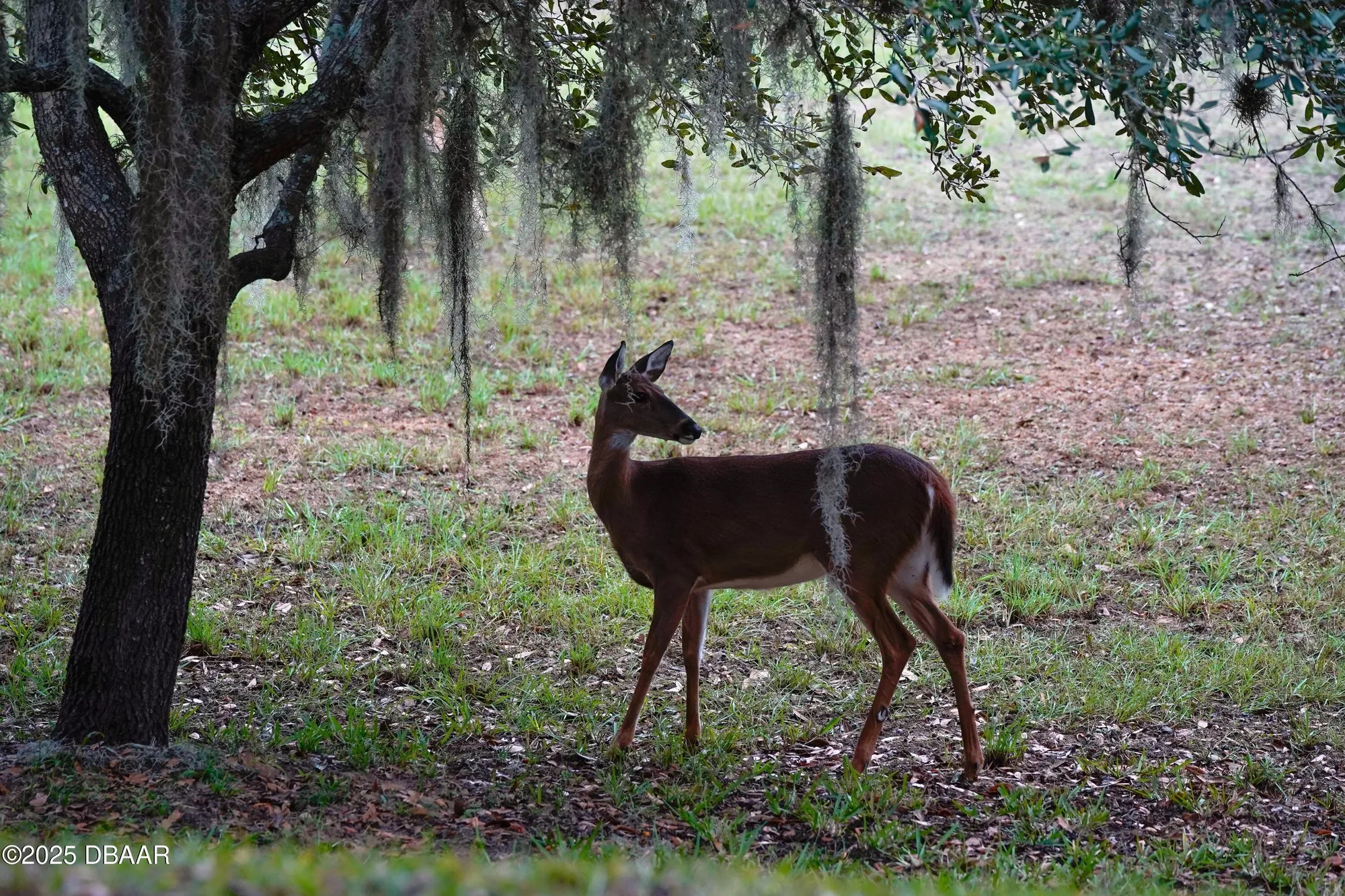 Property Slideshow image 15 of 17 | 1461 carlow cir, Ormond Beach, FL, 32174