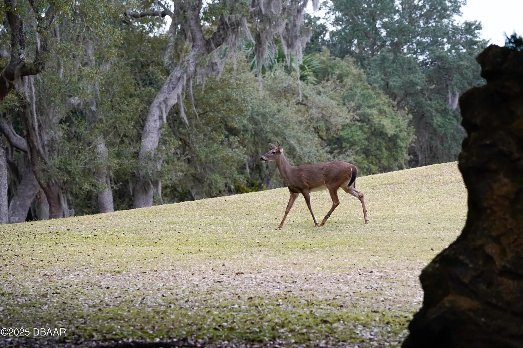 Property Slideshow image 16 of 17 | 1461 carlow cir, Ormond Beach, FL, 32174