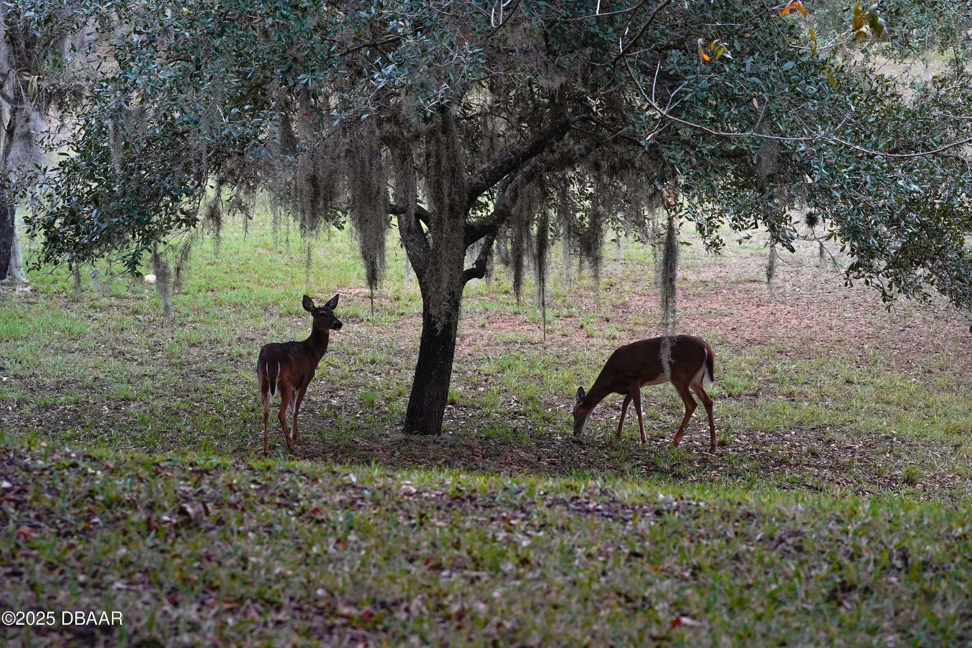 Property Slideshow image 17 of 17 | 1461 carlow cir, Ormond Beach, FL, 32174