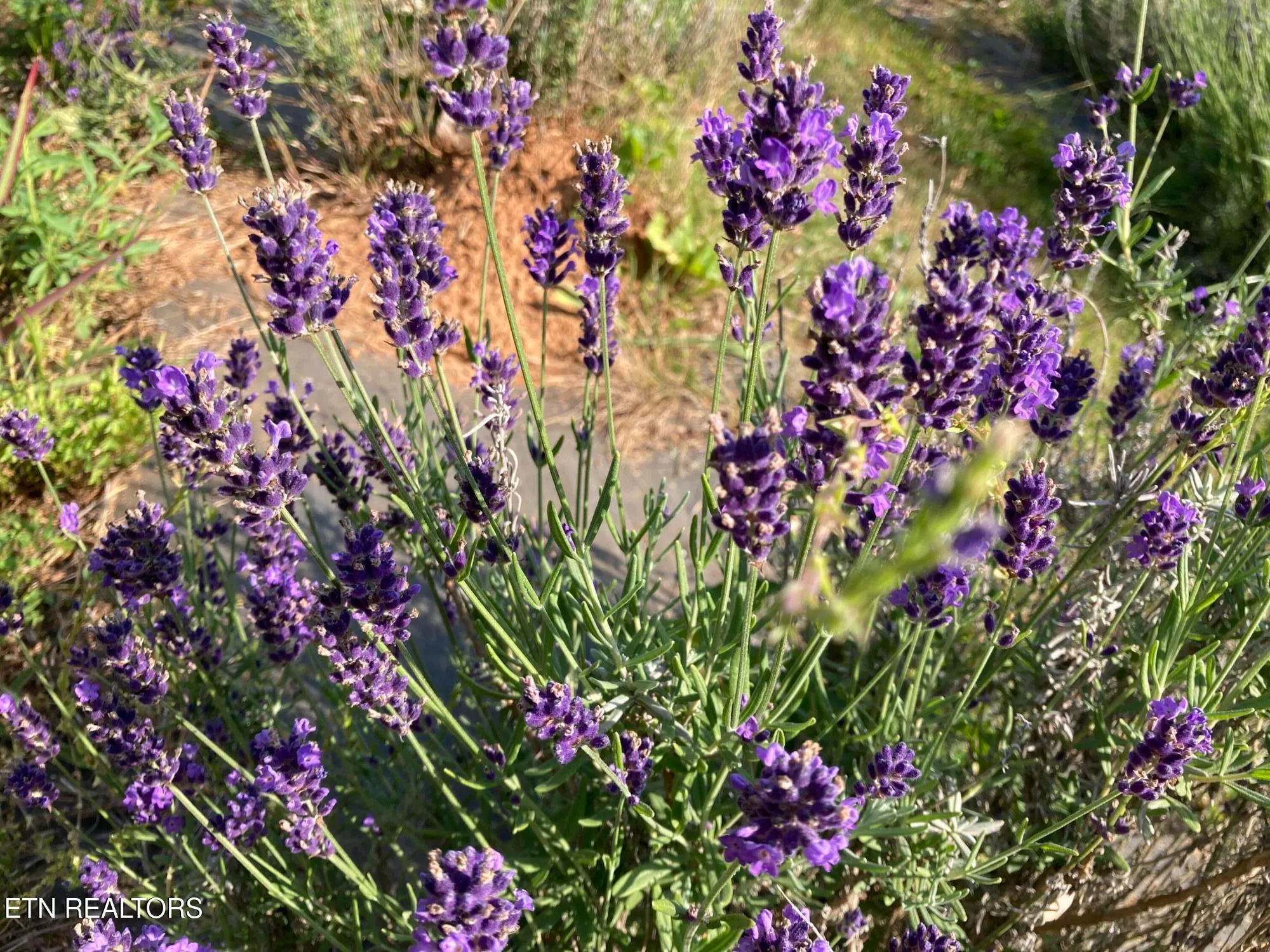 Property Slideshow image 25 of 29 | 108 pocola way, Loudon, TN, 37774