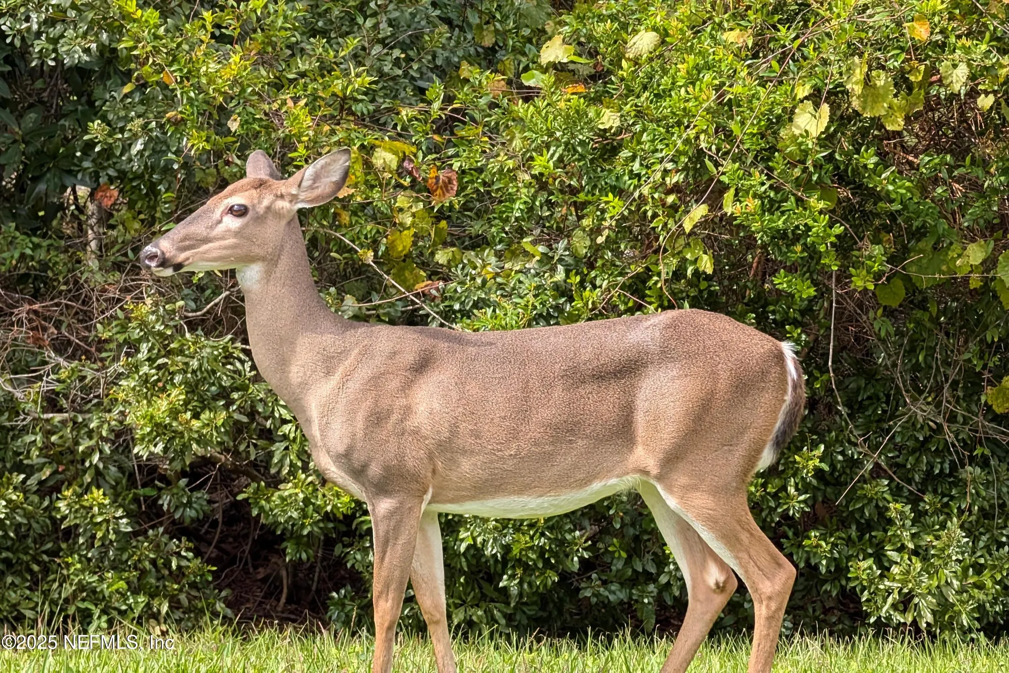Property Slideshow image 45 of 52 | 9241 sunrise breeze ct, Jacksonville, FL, 32256