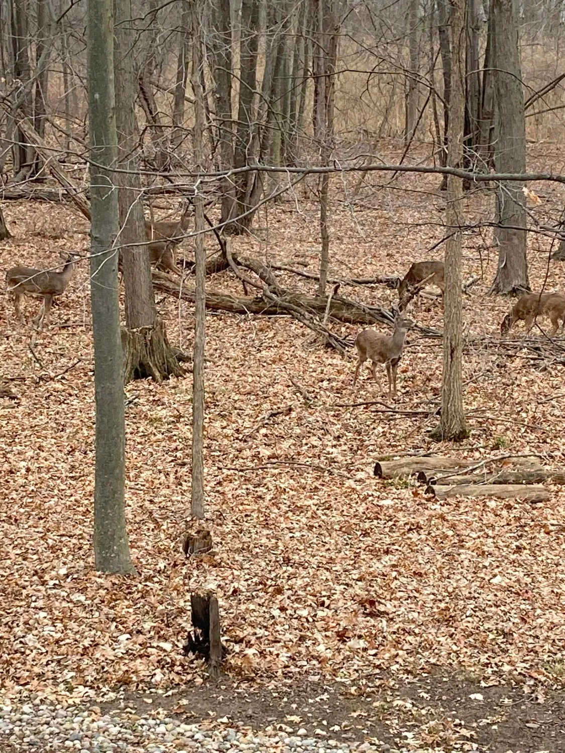 Property Slideshow image 21 of 29 | 3640 camden ct, Auburn Hills, MI, 48326