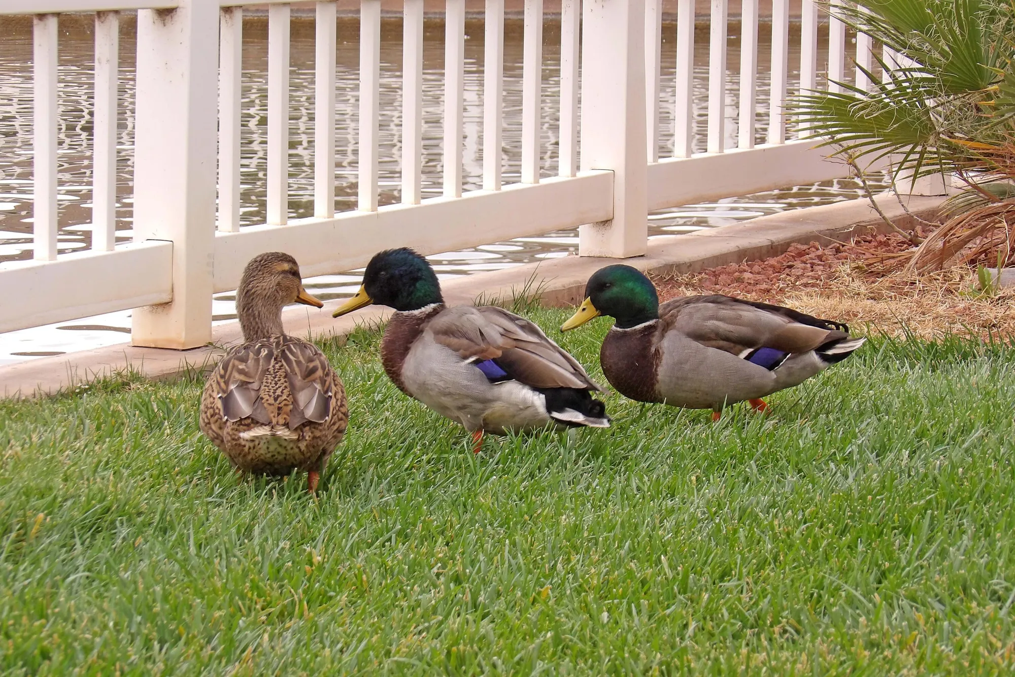 Property Slideshow image 33 of 51 | 1055 e 900 s unit 51, St George, UT, 84790